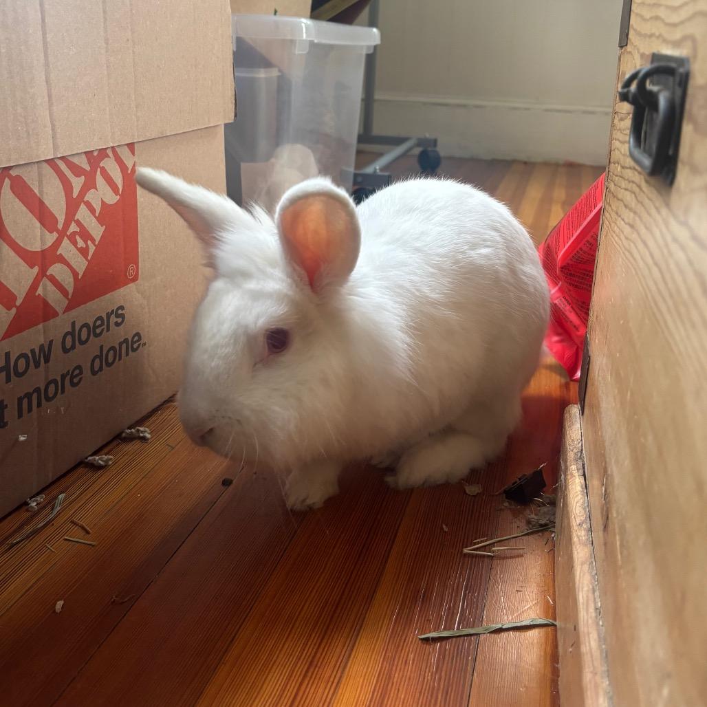 Enlarge Pinecone-In Foster 50% off, a Adoptable Lionhead in Springfield, MA image 2/6