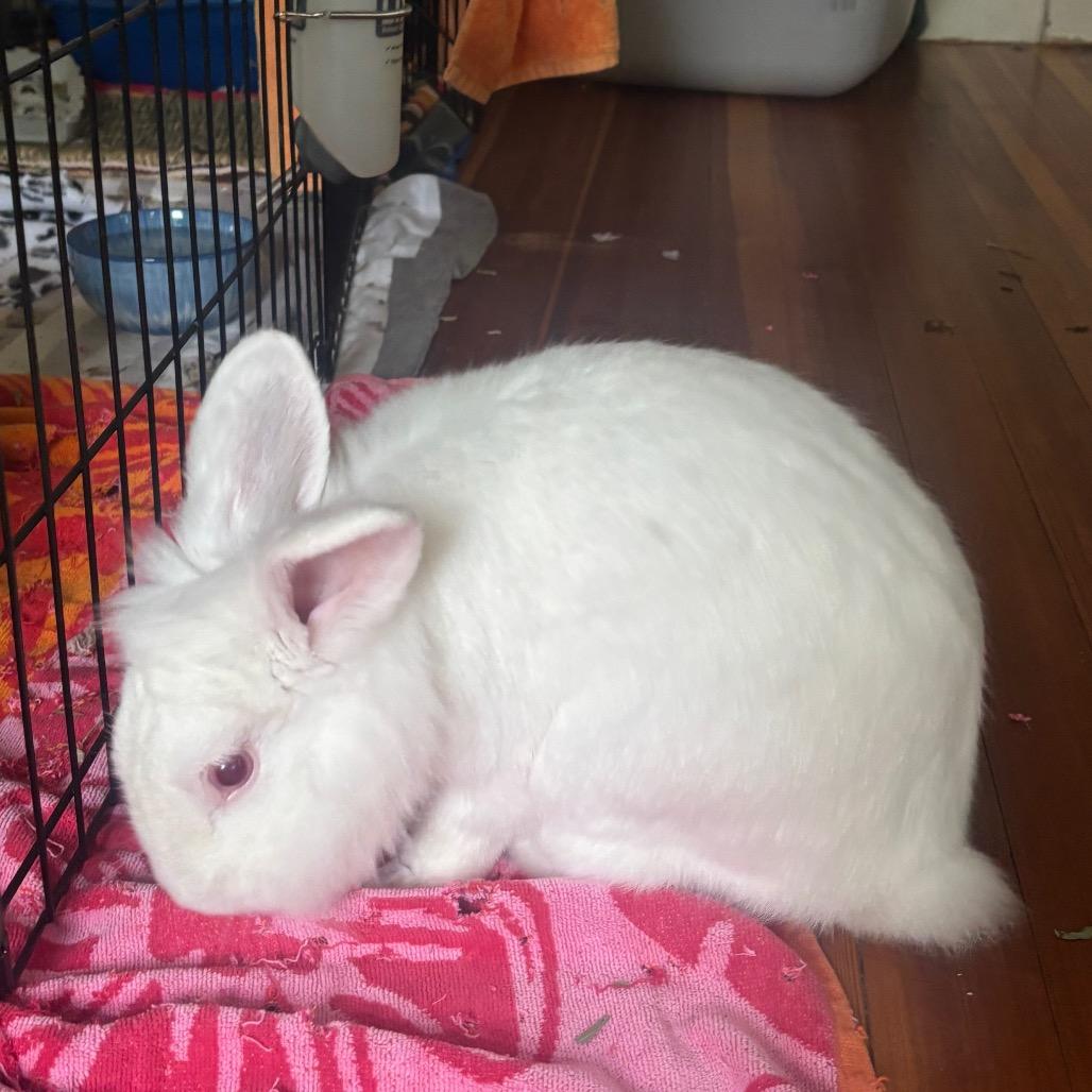 Enlarge Pinecone-In Foster 50% off, a Adoptable Lionhead in Springfield, MA image 3/6