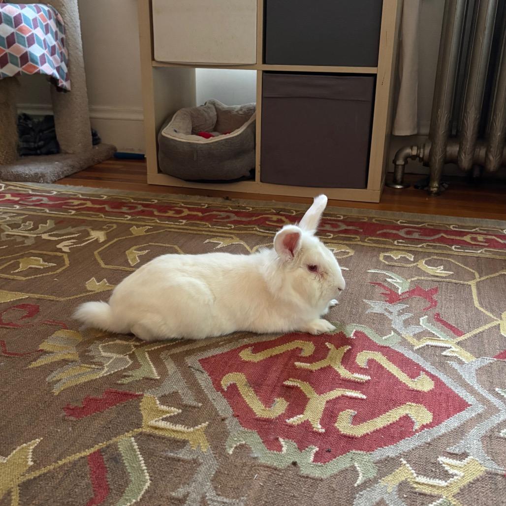 Enlarge Pinecone-In Foster 50% off, a Adoptable Lionhead in Springfield, MA image 4/6