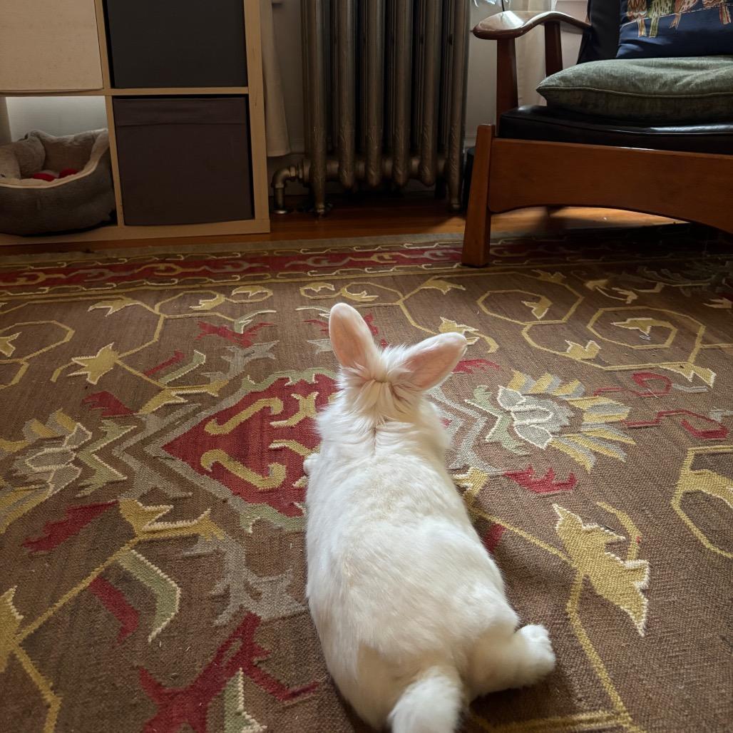 Enlarge Pinecone-In Foster 50% off, a Adoptable Lionhead in Springfield, MA image 5/6