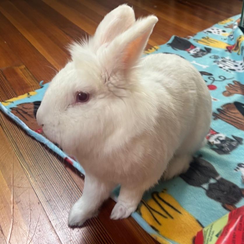 Enlarge Pinecone-In Foster 50% off, a Adoptable Lionhead in Springfield, MA image 6/6