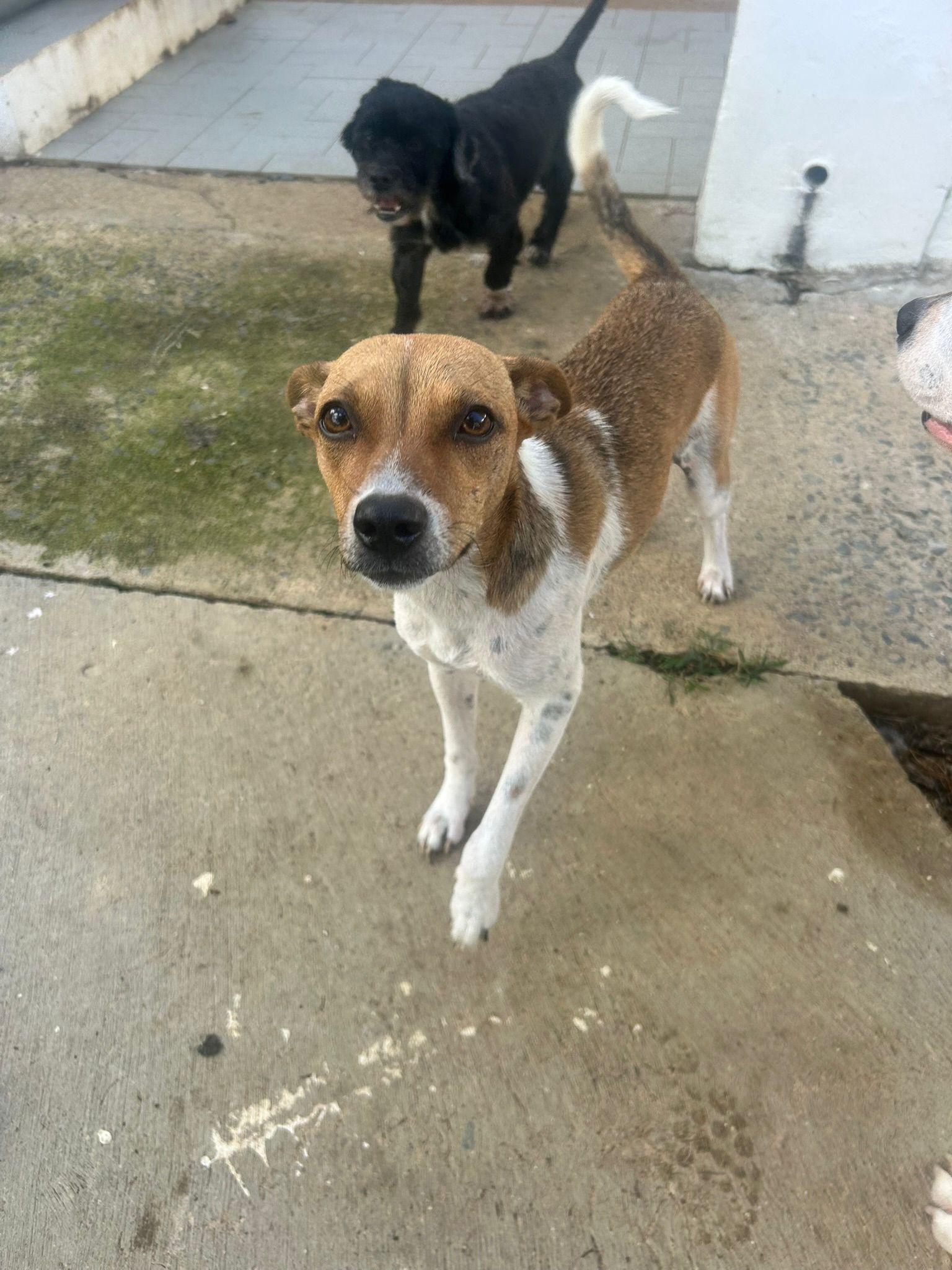 Enlarge Mila, an adopted mixed breed in Albion, NY image 1/2