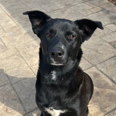 ~ Courtesy ~ Loki, Adoptable, Adult Male Labrador Retriever.