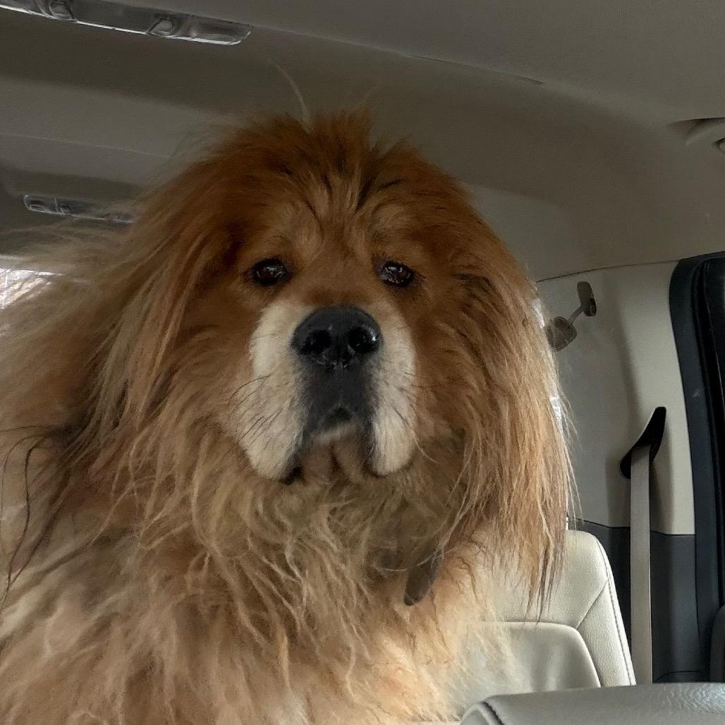 Leo, Adoptable, Adult Male Tibetan Mastiff.