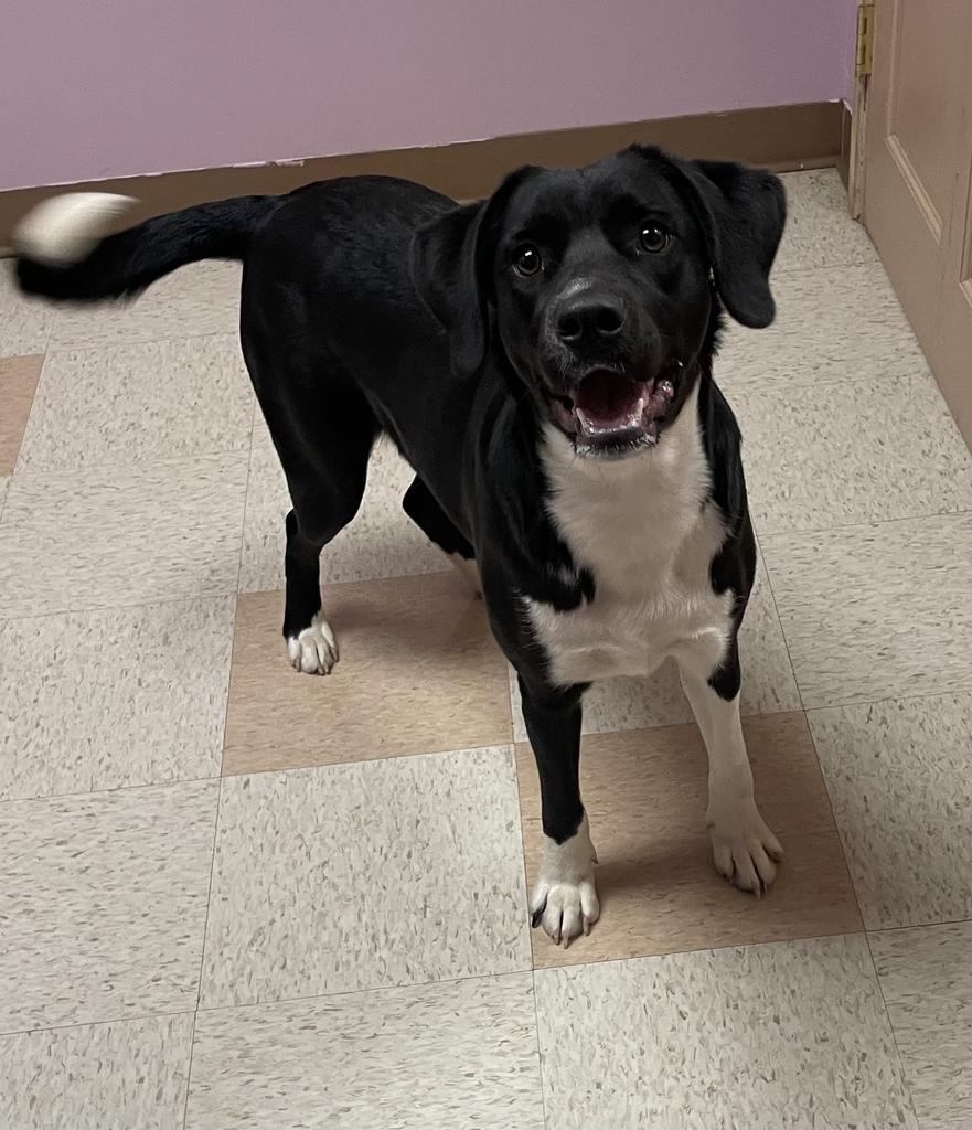 Pearl, a Adoptable mixed breed in Maumelle, AR image 1/5