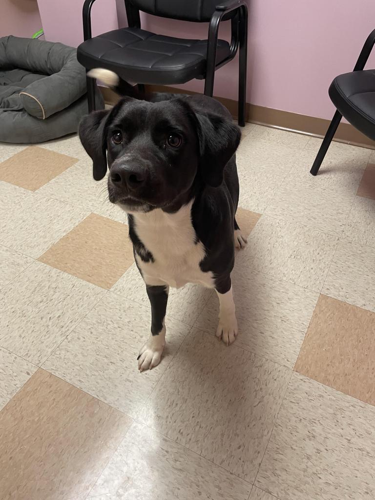 Enlarge Pearl, a Adoptable mixed breed in Maumelle, AR image 3/6