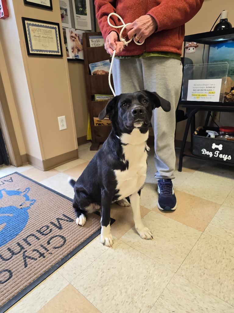 Enlarge Pearl, a Adoptable mixed breed in Maumelle, AR image 5/6