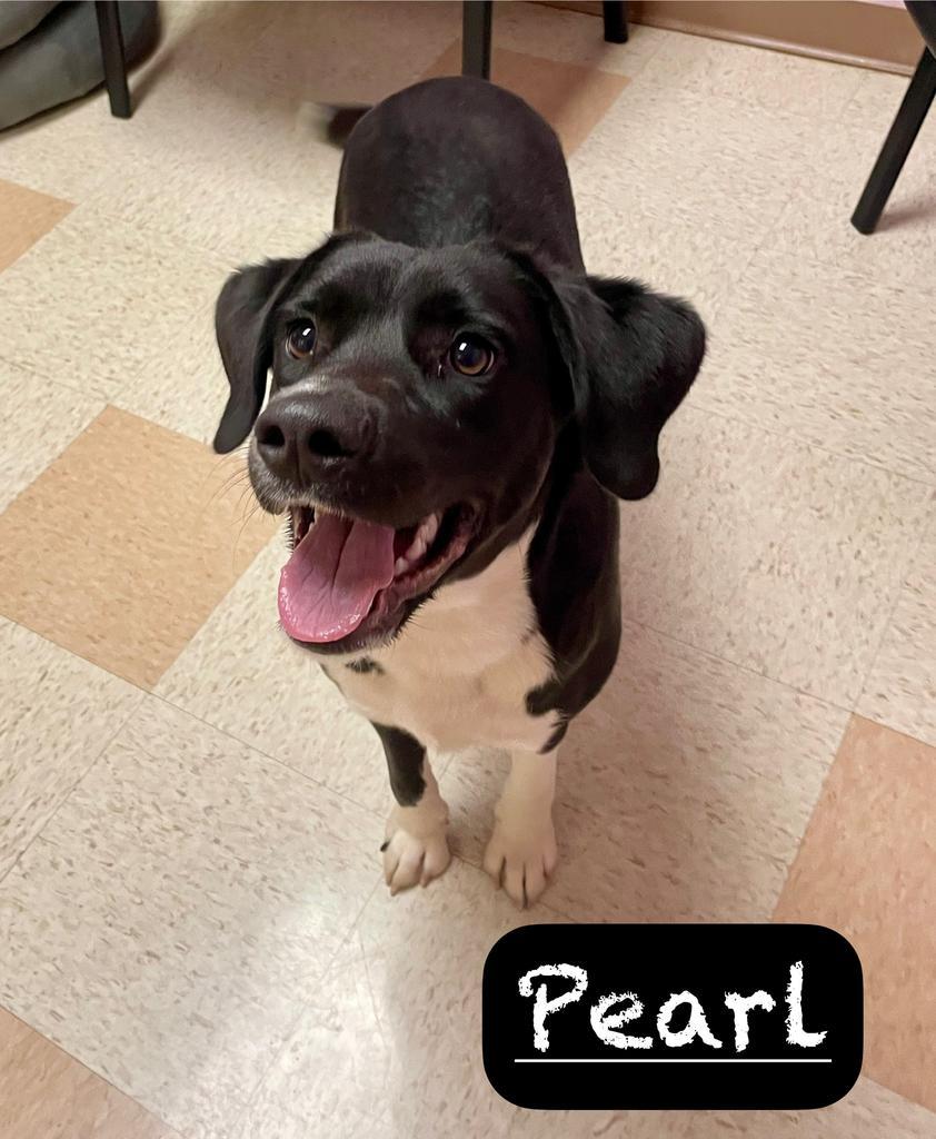 Pearl, a Adoptable mixed breed in Maumelle, AR image 4/5