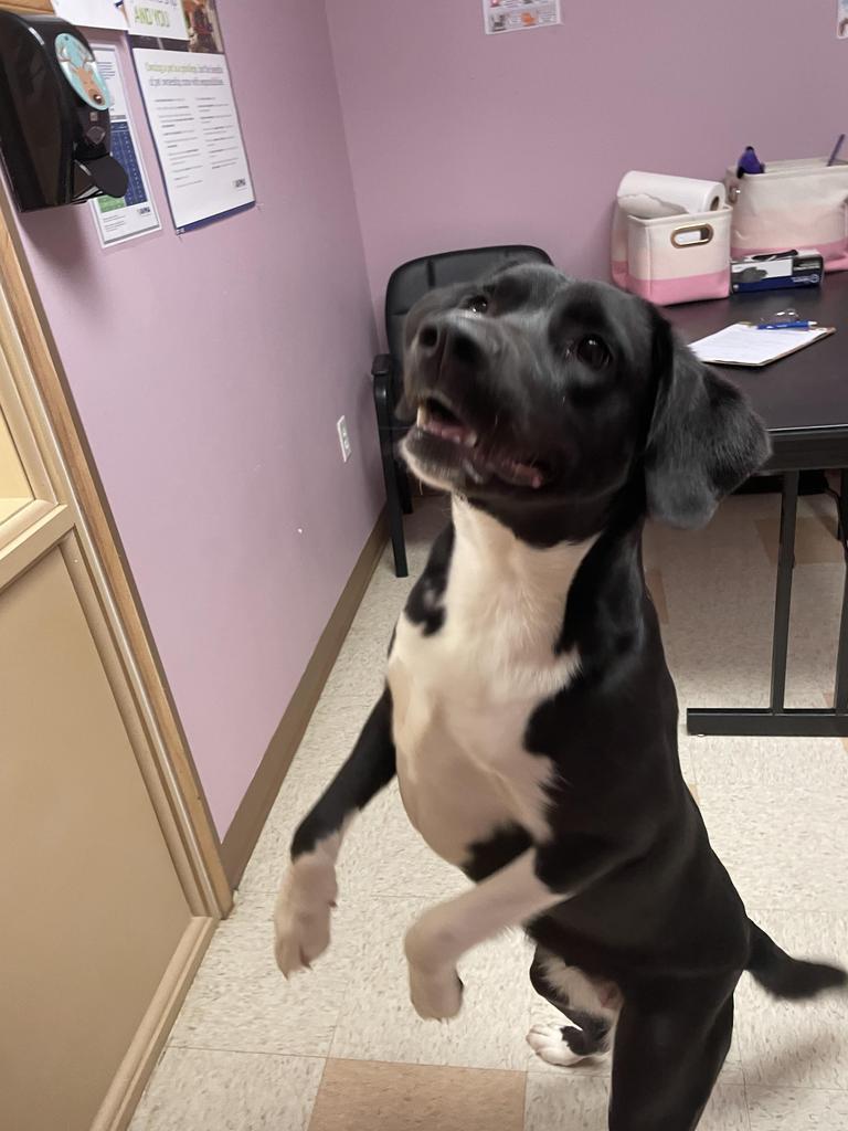 Pearl, a Adoptable mixed breed in Maumelle, AR image 5/5