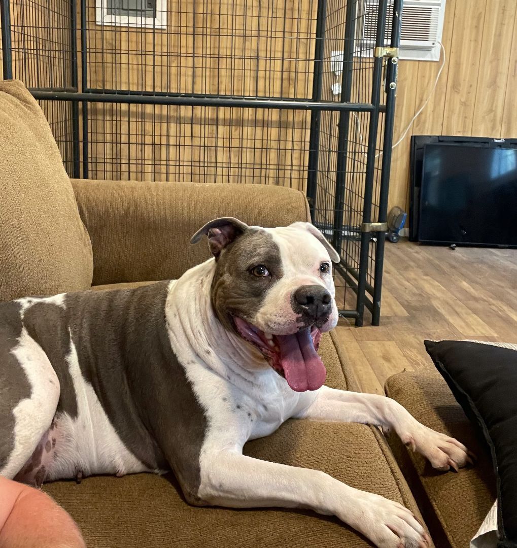 Harley, Adult Female unknown