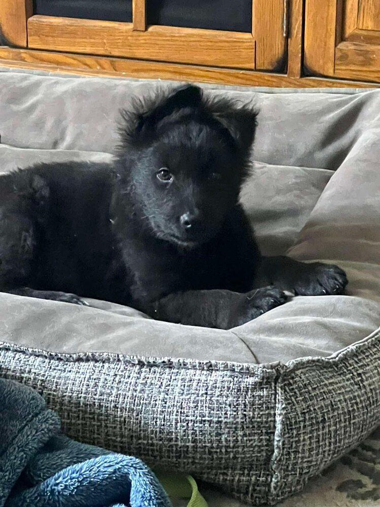 Wild Things Moose -Located in Oregon