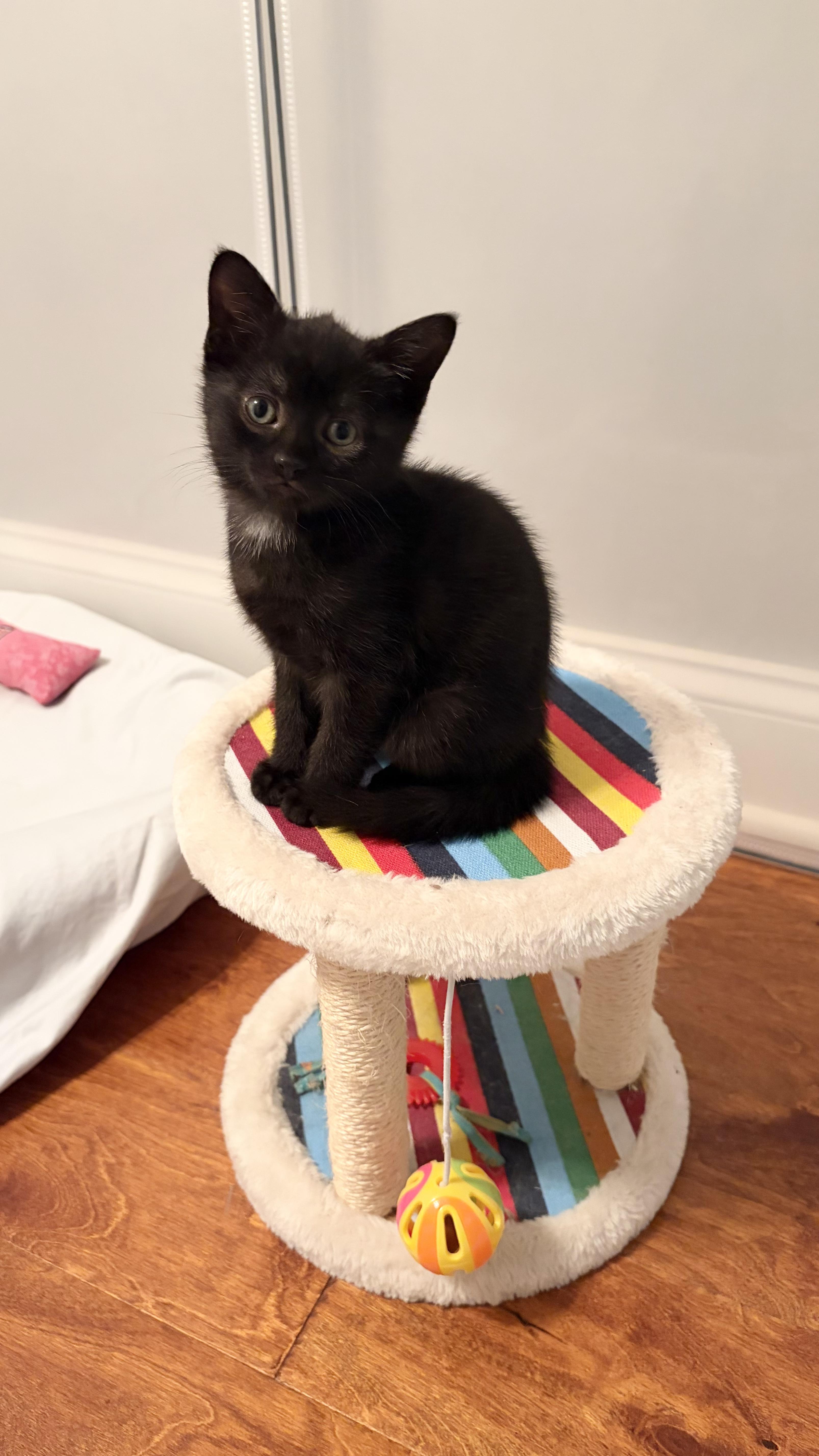 Raven, an adopted Domestic Short Hair in Scranton, PA image 6/6