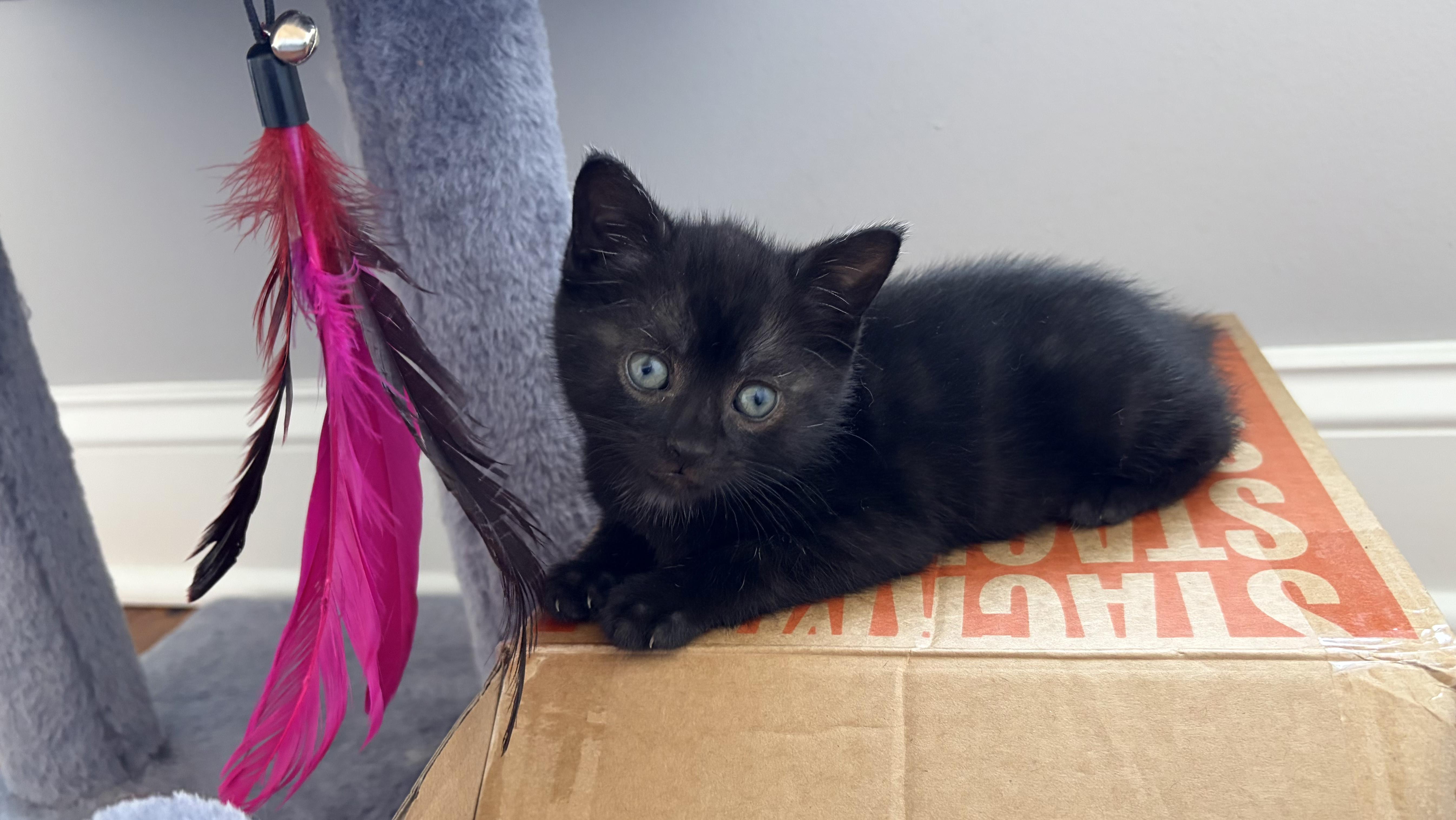 Raven, an adopted Domestic Short Hair in Scranton, PA image 2/6