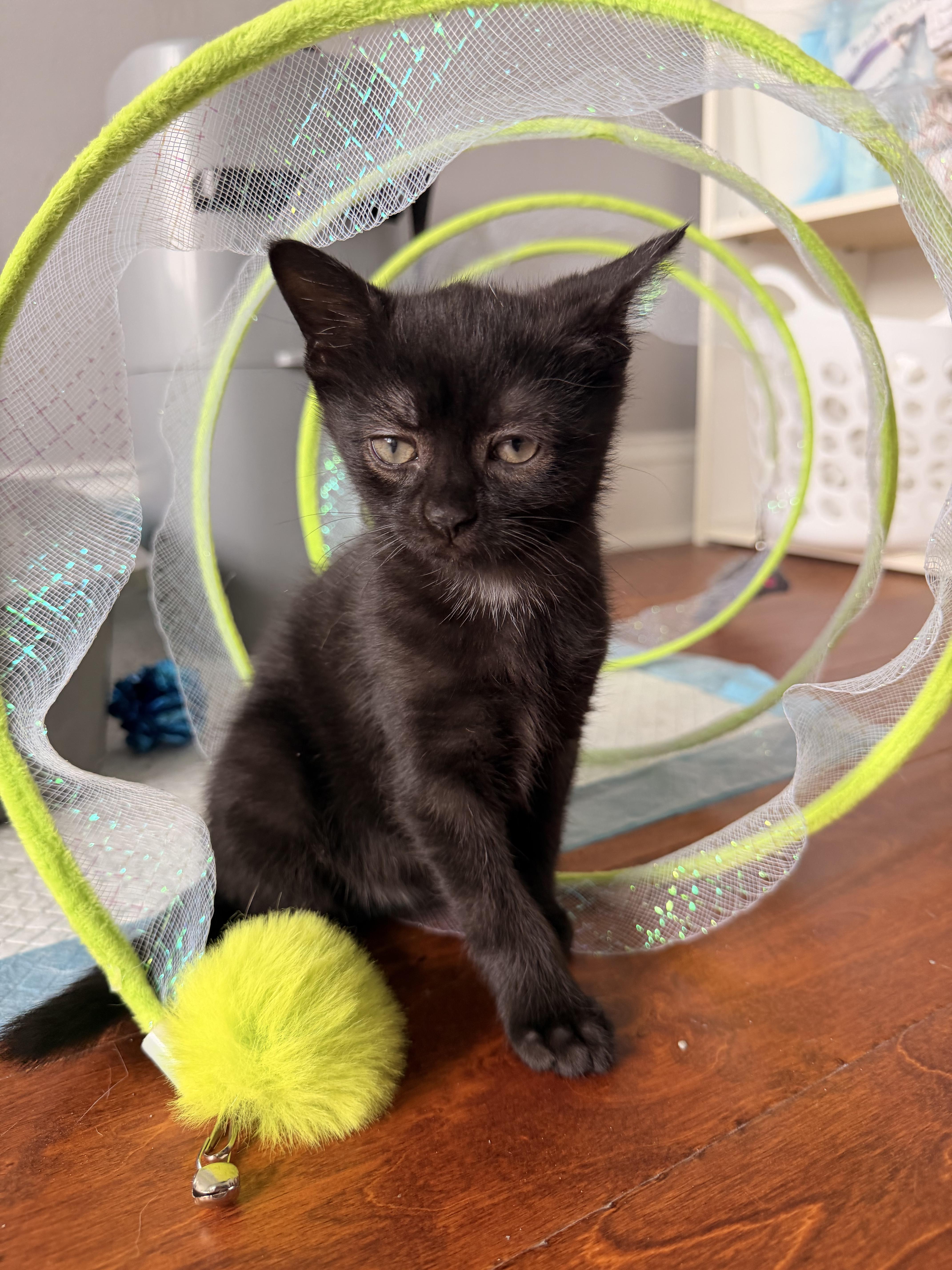 Raven, adopted, Kitten Female Domestic Short Hair.