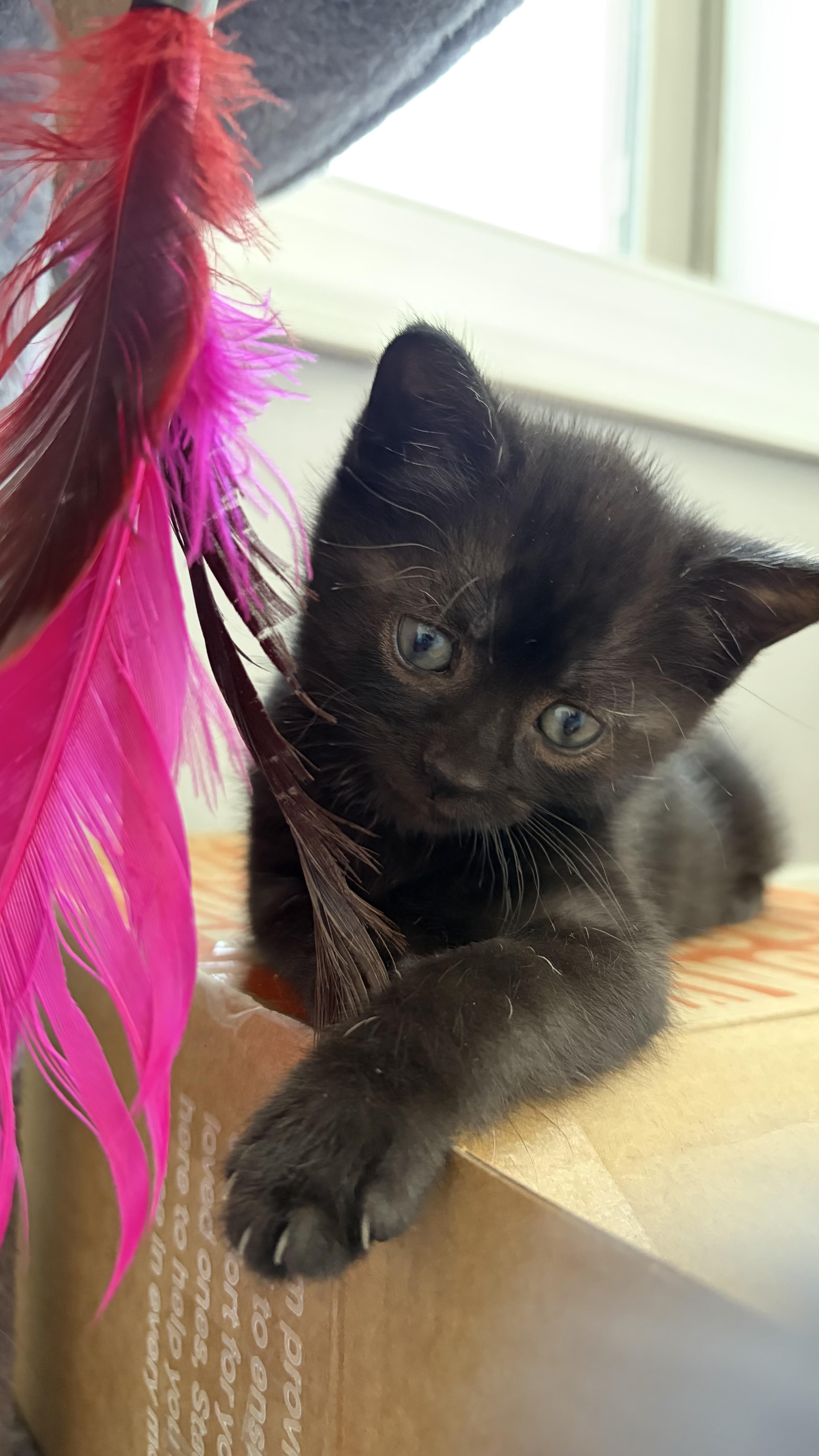 Raven, an adopted Domestic Short Hair in Scranton, PA image 5/6