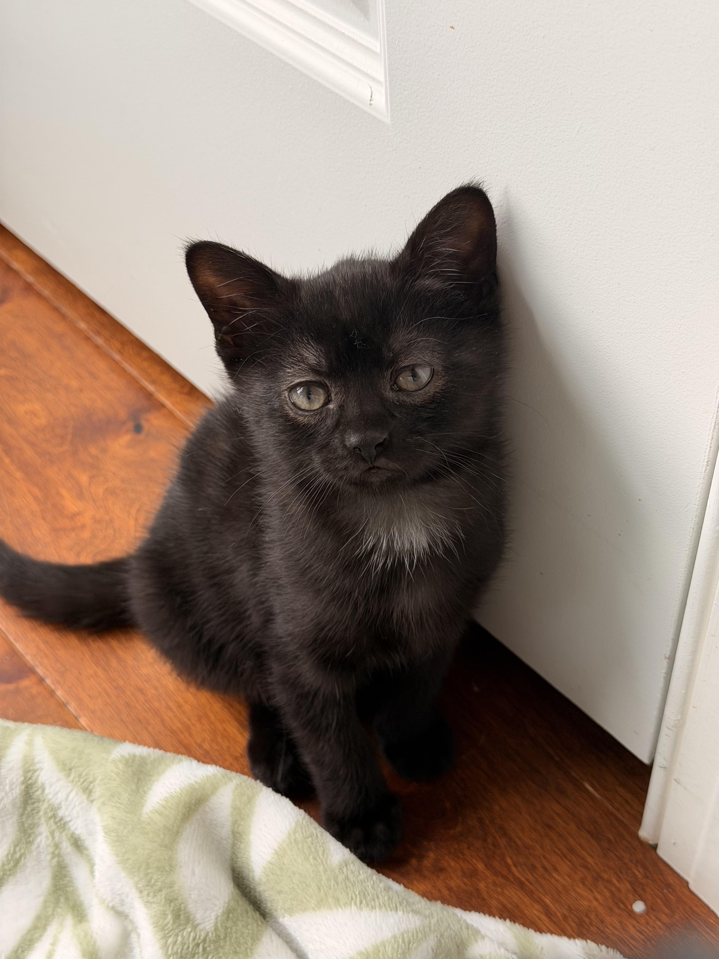 Raven, an adopted Domestic Short Hair in Scranton, PA image 3/6