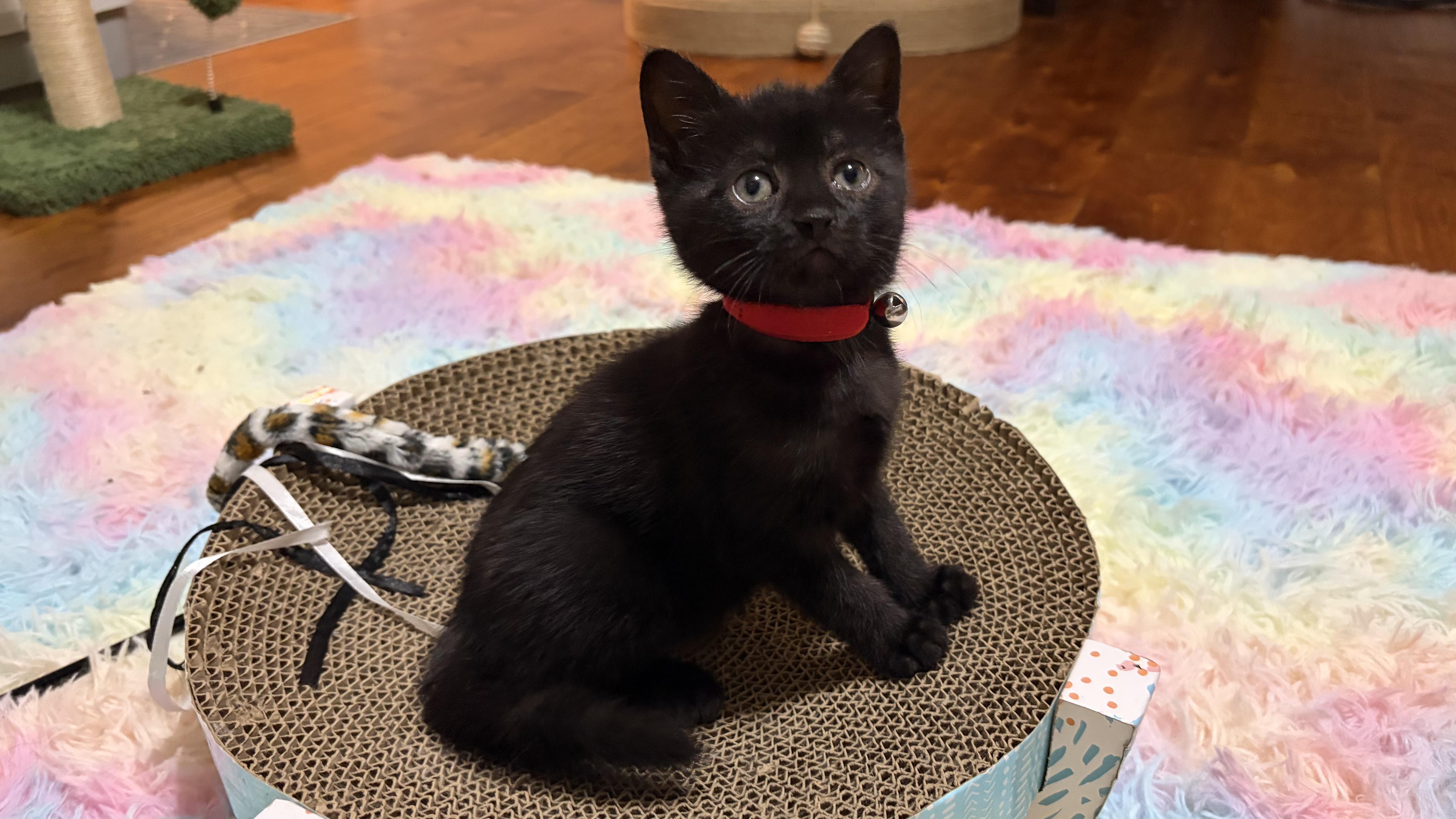 Raven, an adopted Domestic Short Hair in Scranton, PA image 4/6