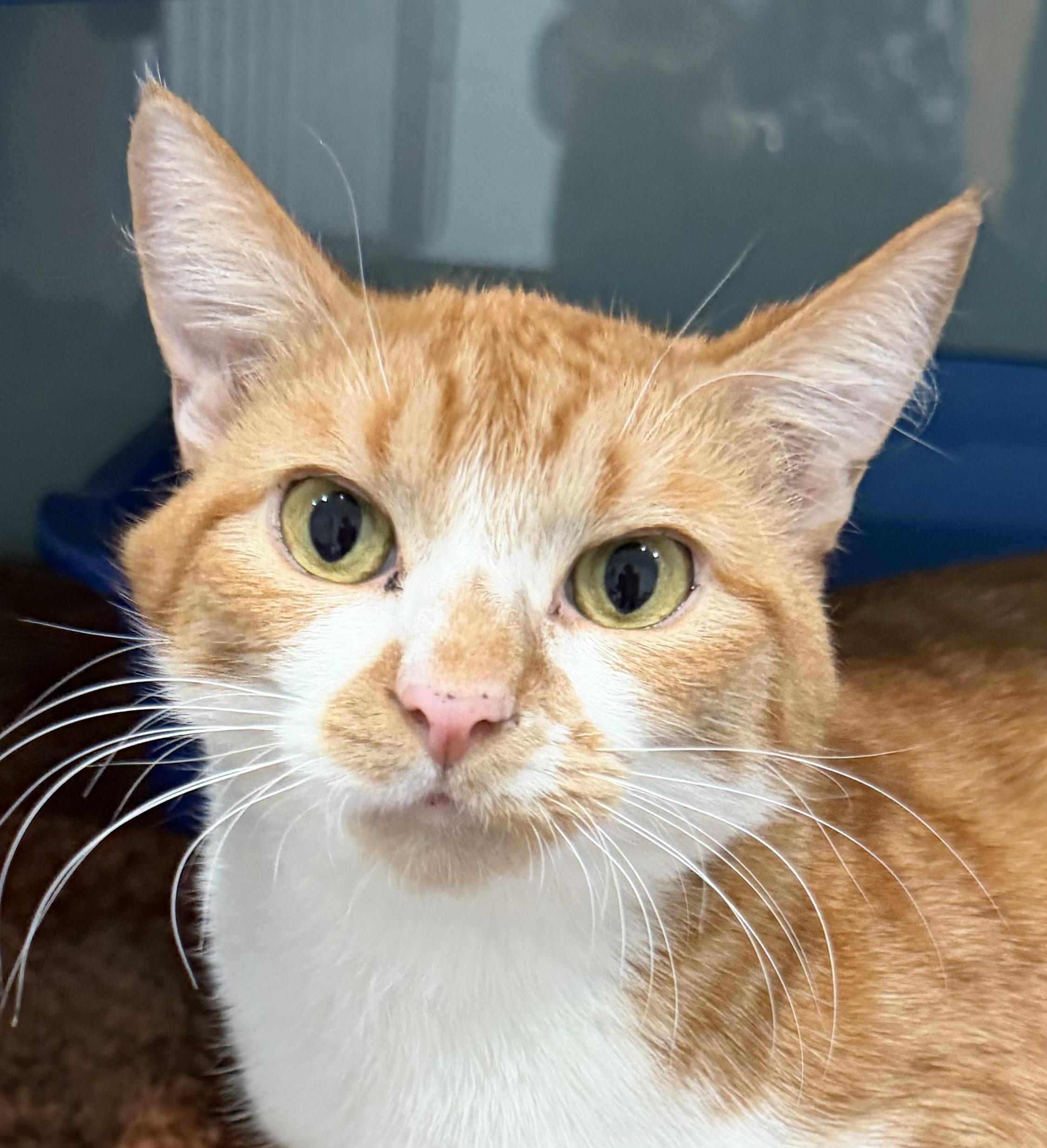 Bam Bam (formerly Neville), Adoptable, Young Male Domestic Short Hair.