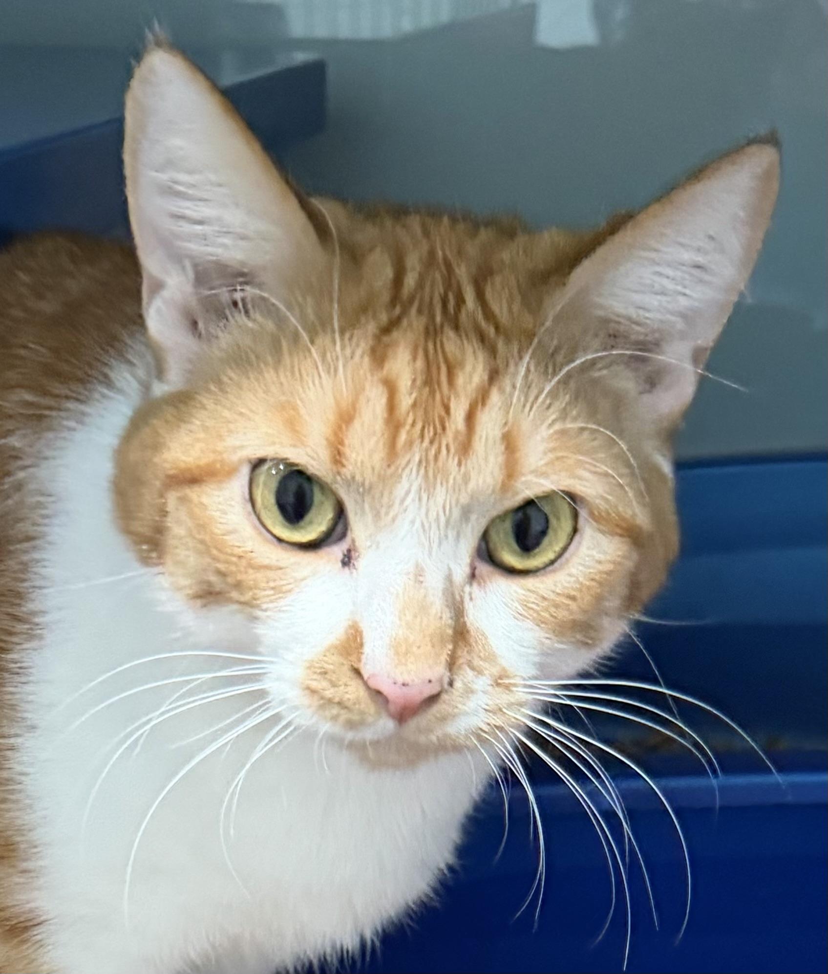 Enlarge Bam Bam (formerly Neville), a Adoptable Domestic Short Hair in Sault Sainte Marie, MI image 2/2