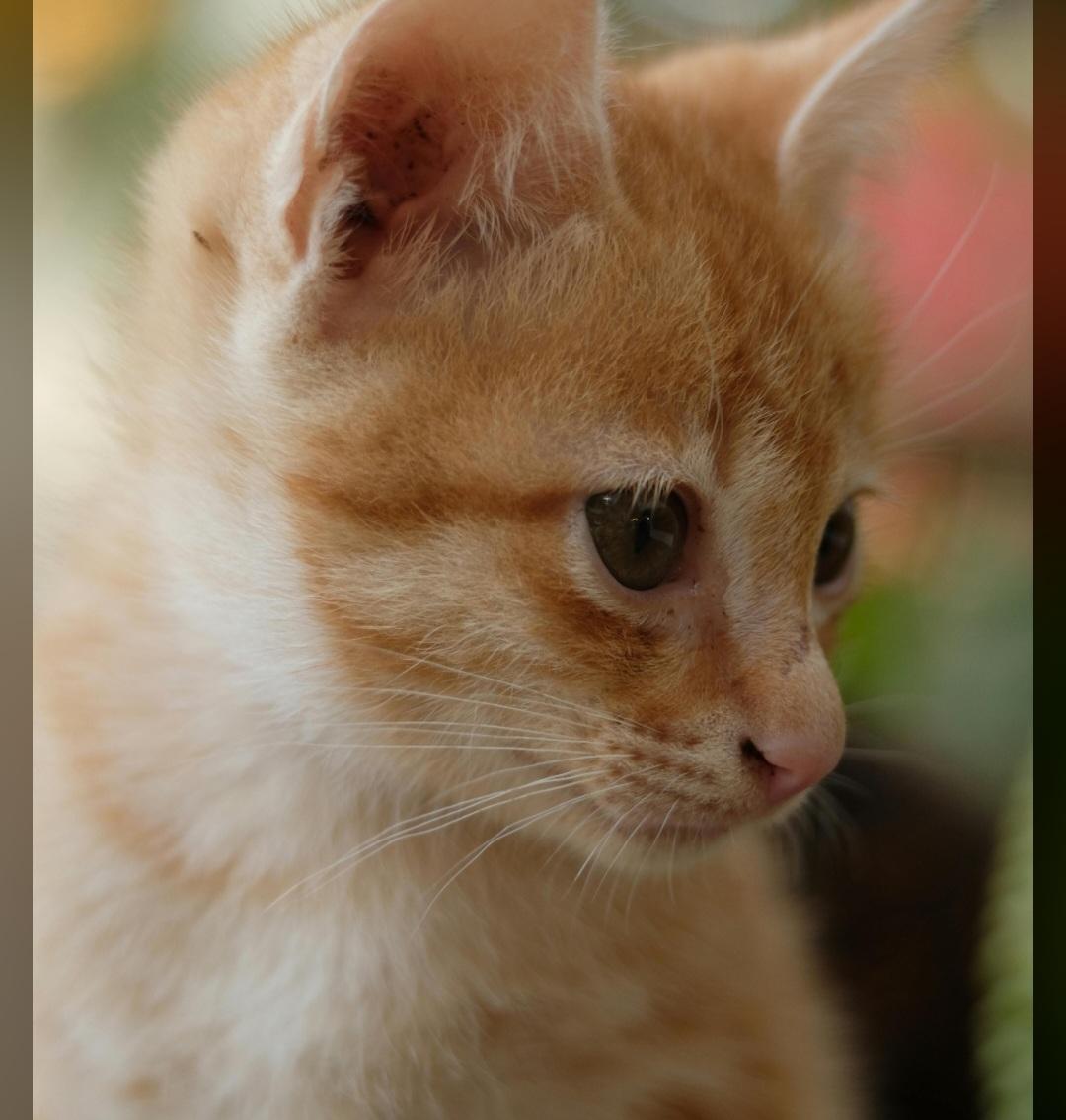 Enlarge Orange Boy (FELV+), a ADOPTABLE Domestic Short Hair in Farmington Hills, MI image 1/2