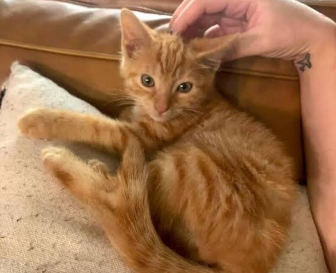 Enlarge Orange Boy (FELV+), a ADOPTABLE Domestic Short Hair in Farmington Hills, MI image 2/2