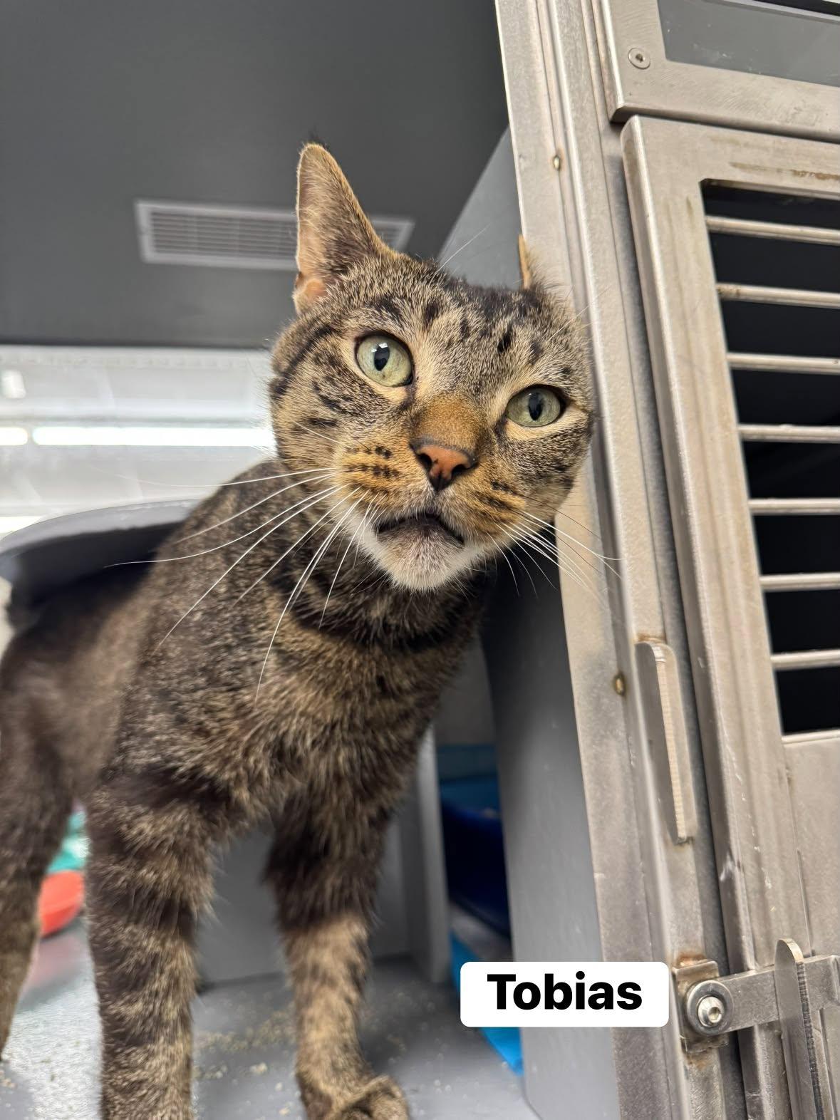 Enlarge Tobias, a Adoptable Domestic Short Hair in Staten Island, NY image 2/2