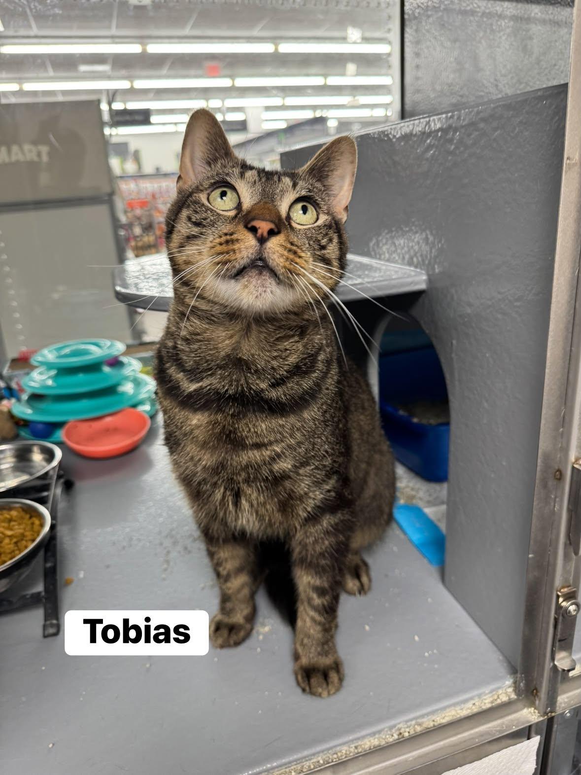 Tobias, Adoptable, Adult Male Domestic Short Hair.