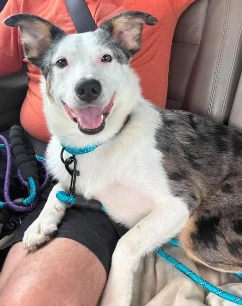 Enlarge Bandit, a ADOPTABLE mixed breed in Bryan, TX image 4/5