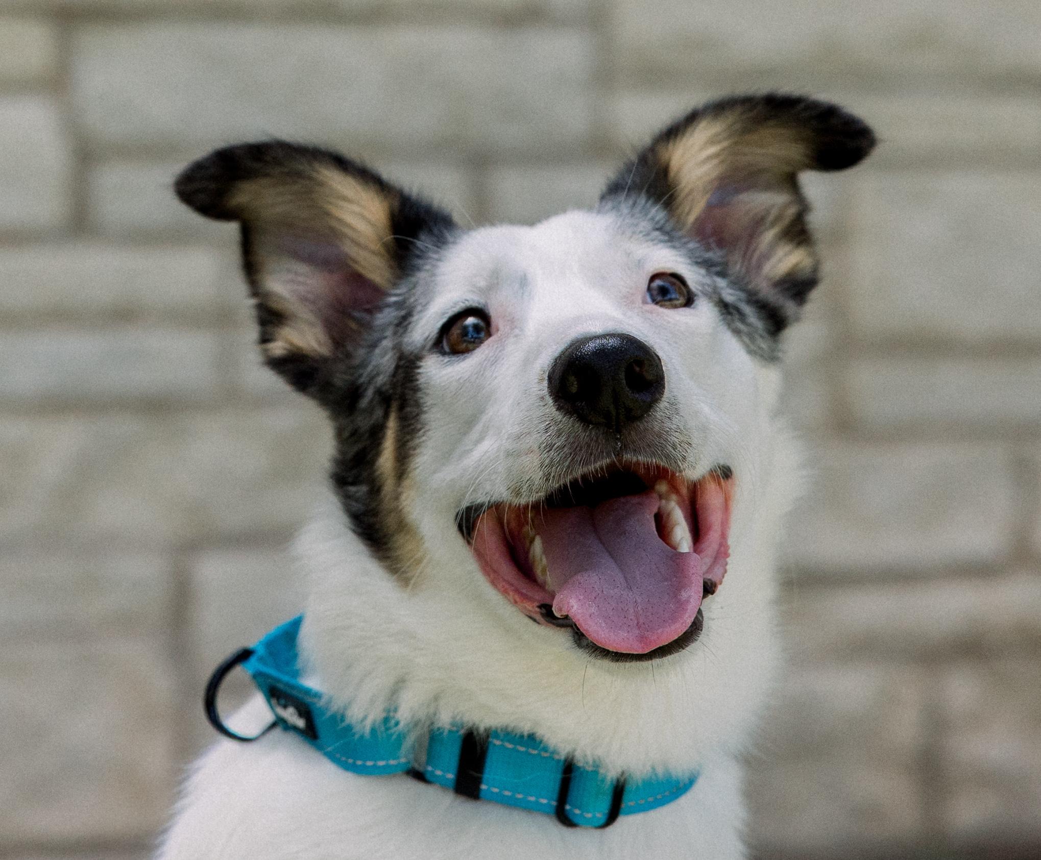 Enlarge Bandit, a ADOPTABLE mixed breed in Bryan, TX image 2/5