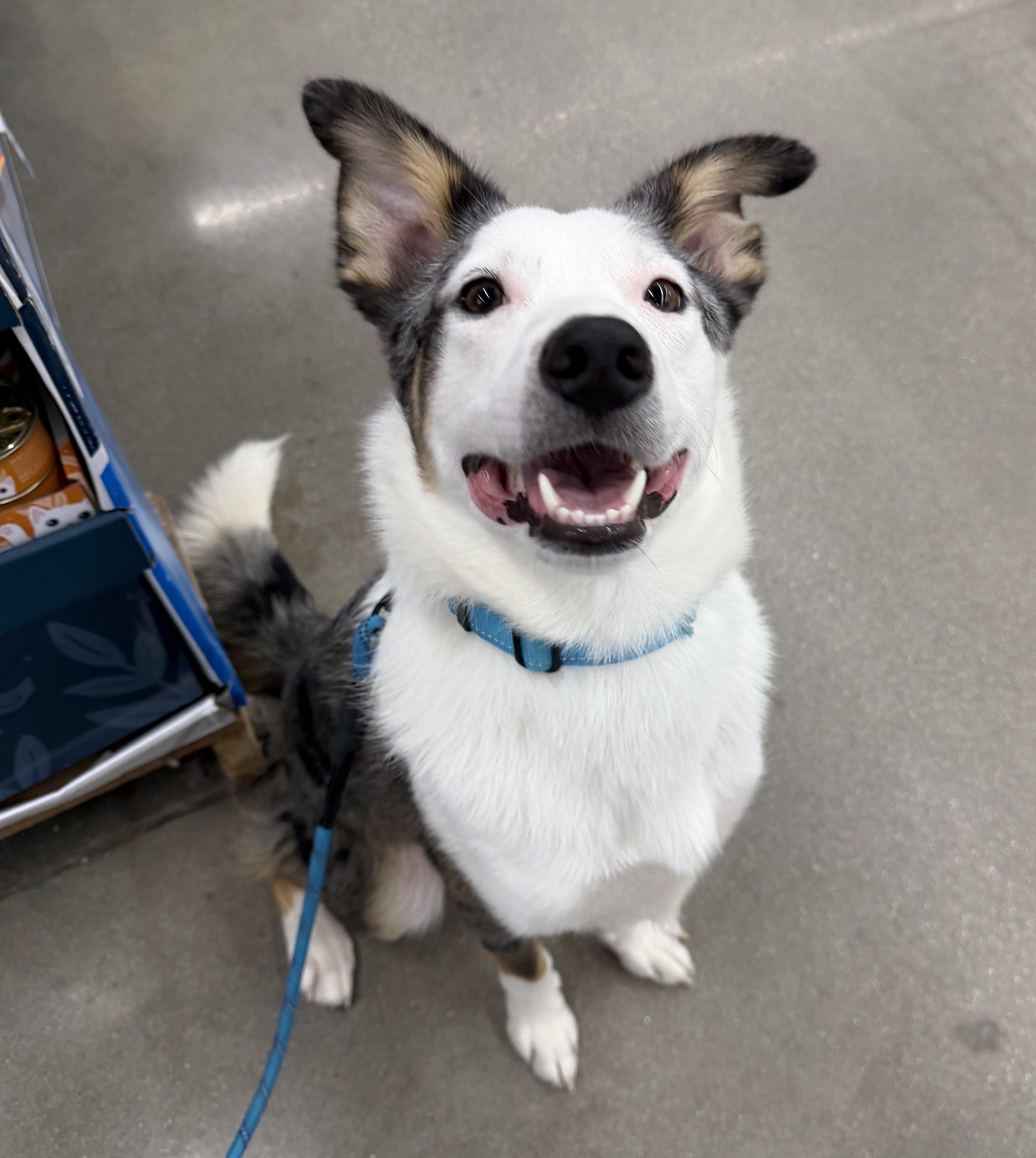 Enlarge Bandit, a ADOPTABLE mixed breed in Bryan, TX image 3/5