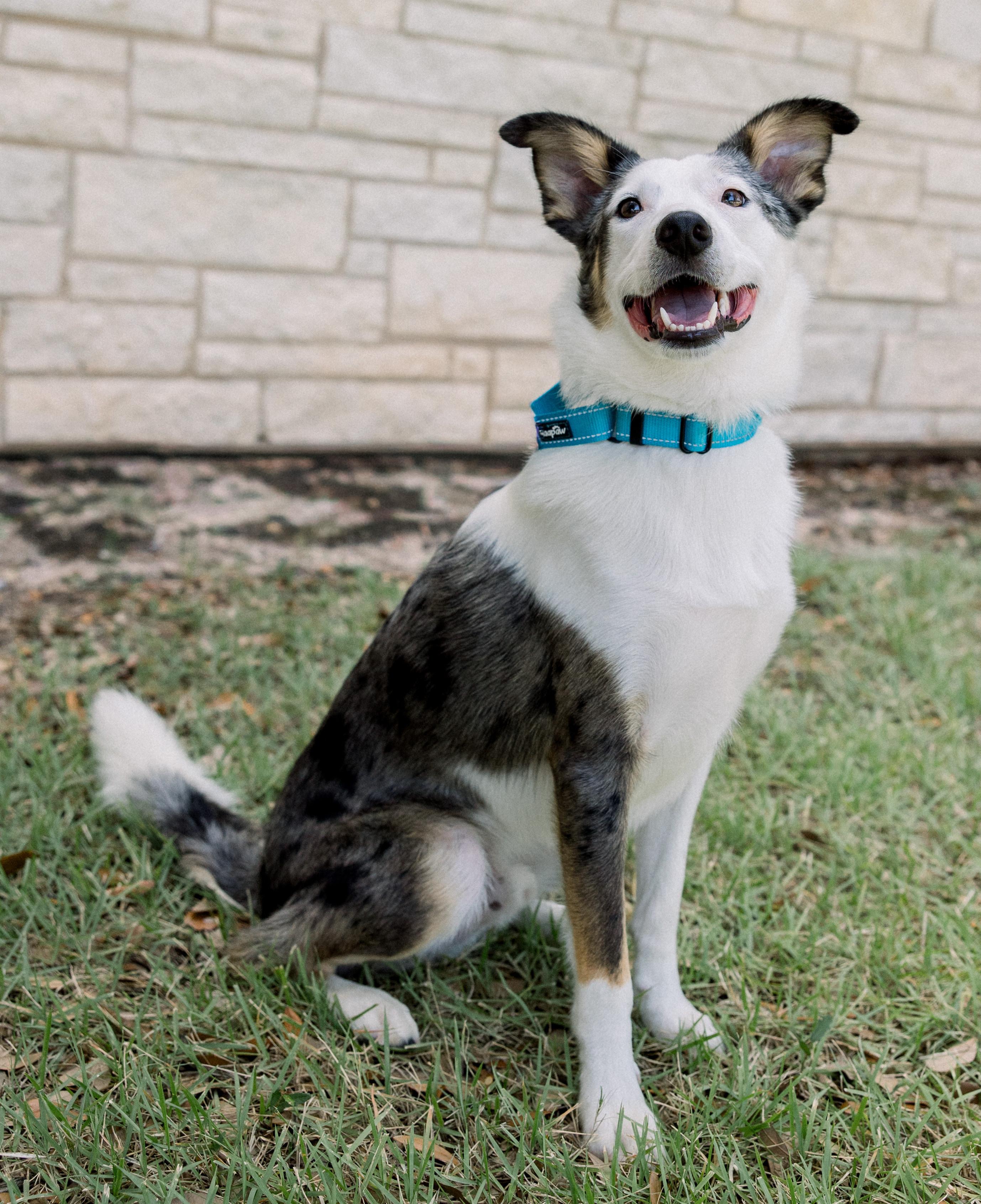 Enlarge Bandit, a ADOPTABLE mixed breed in Bryan, TX image 1/5