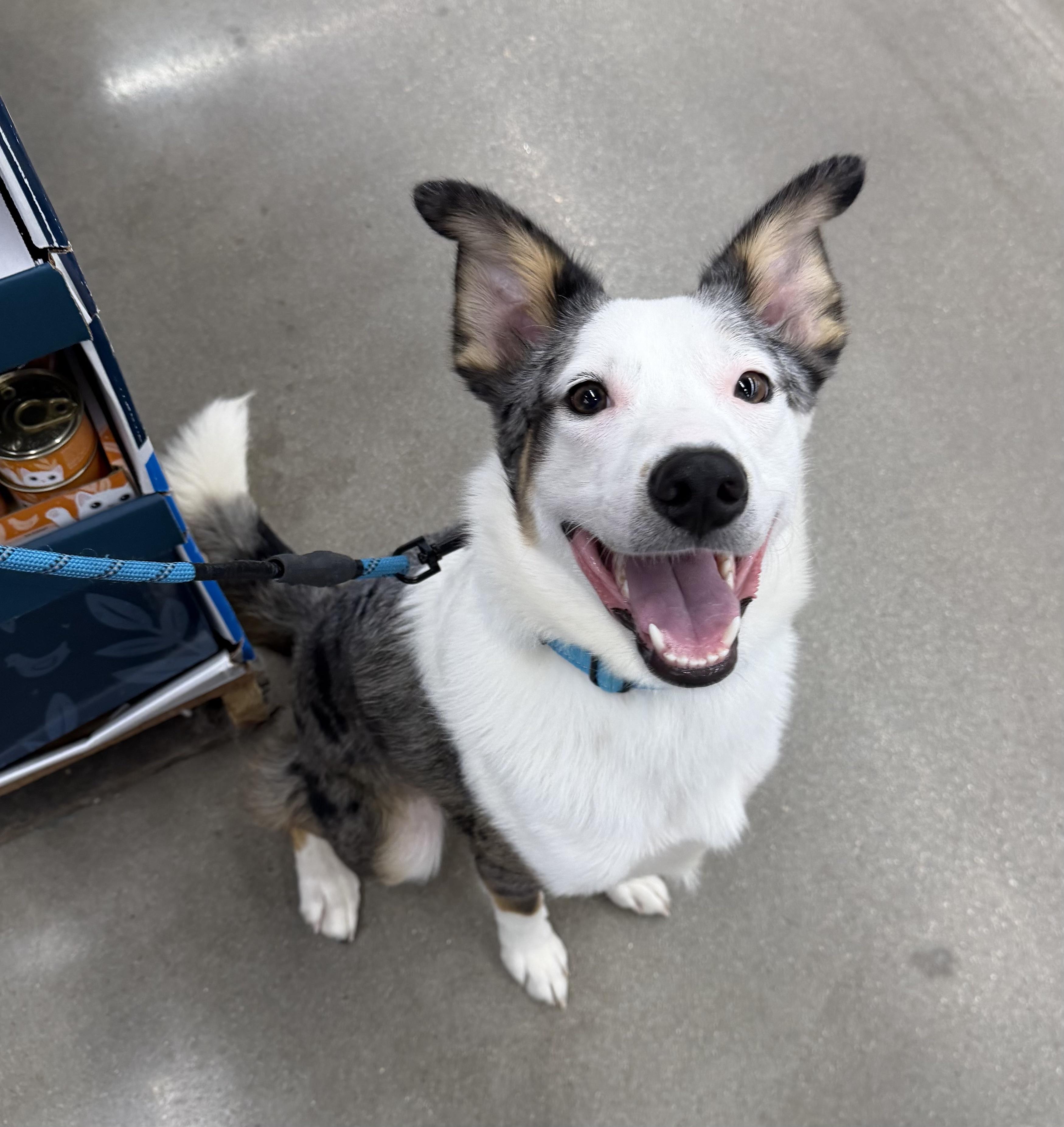 Enlarge Bandit, a ADOPTABLE mixed breed in Bryan, TX image 5/5
