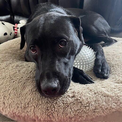 Kisses, Adoptable, Young Female Mixed Breed.