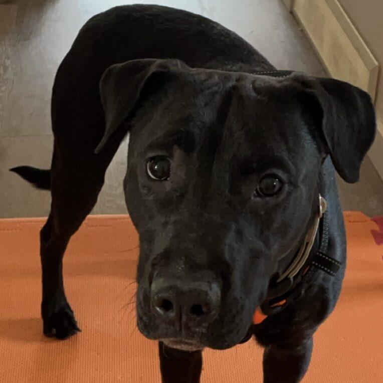 Kisses, a Adoptable Mixed Breed in Calgary, AB image 2/2