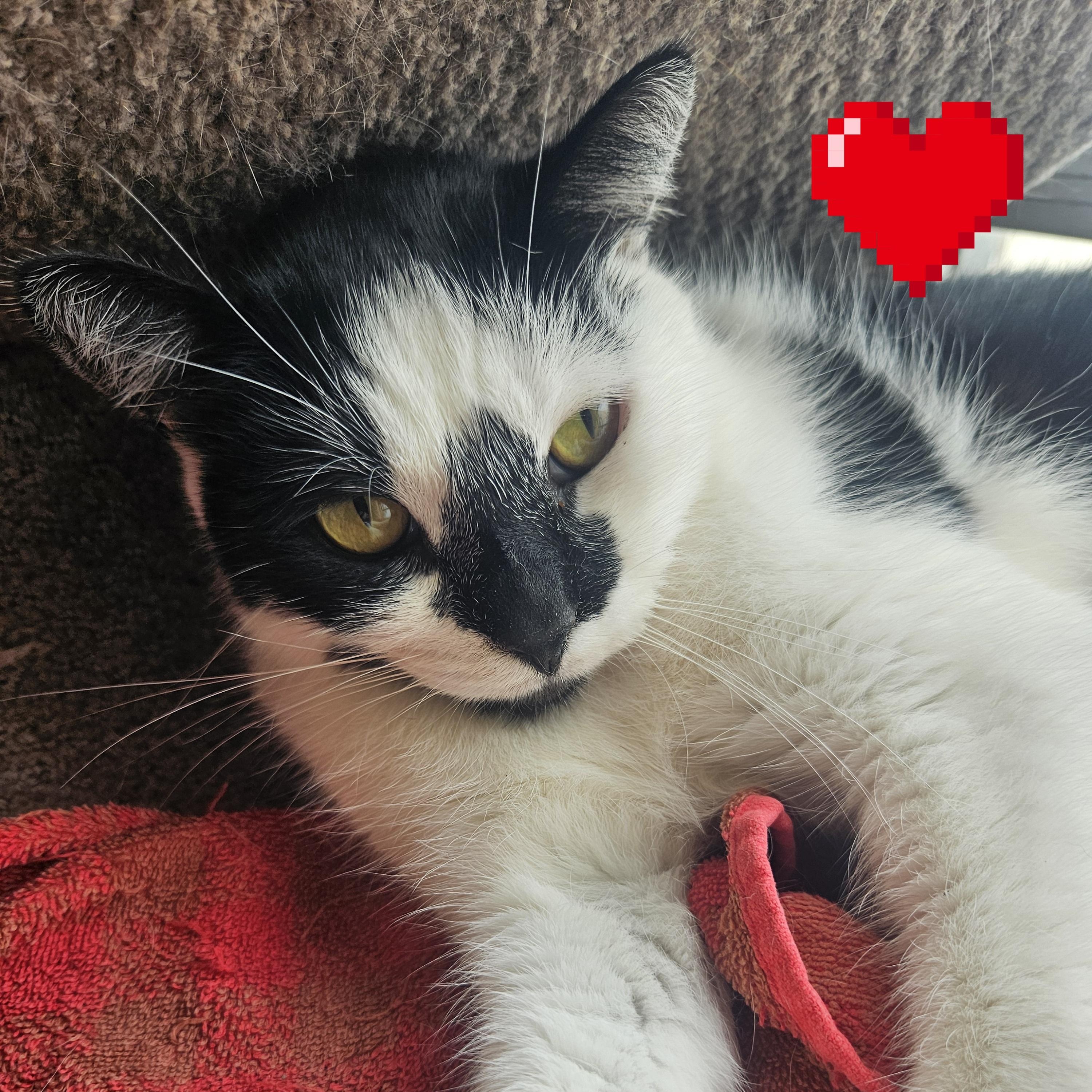 Gene Simmons, ADOPTABLE, Adult Male Domestic Short Hair.