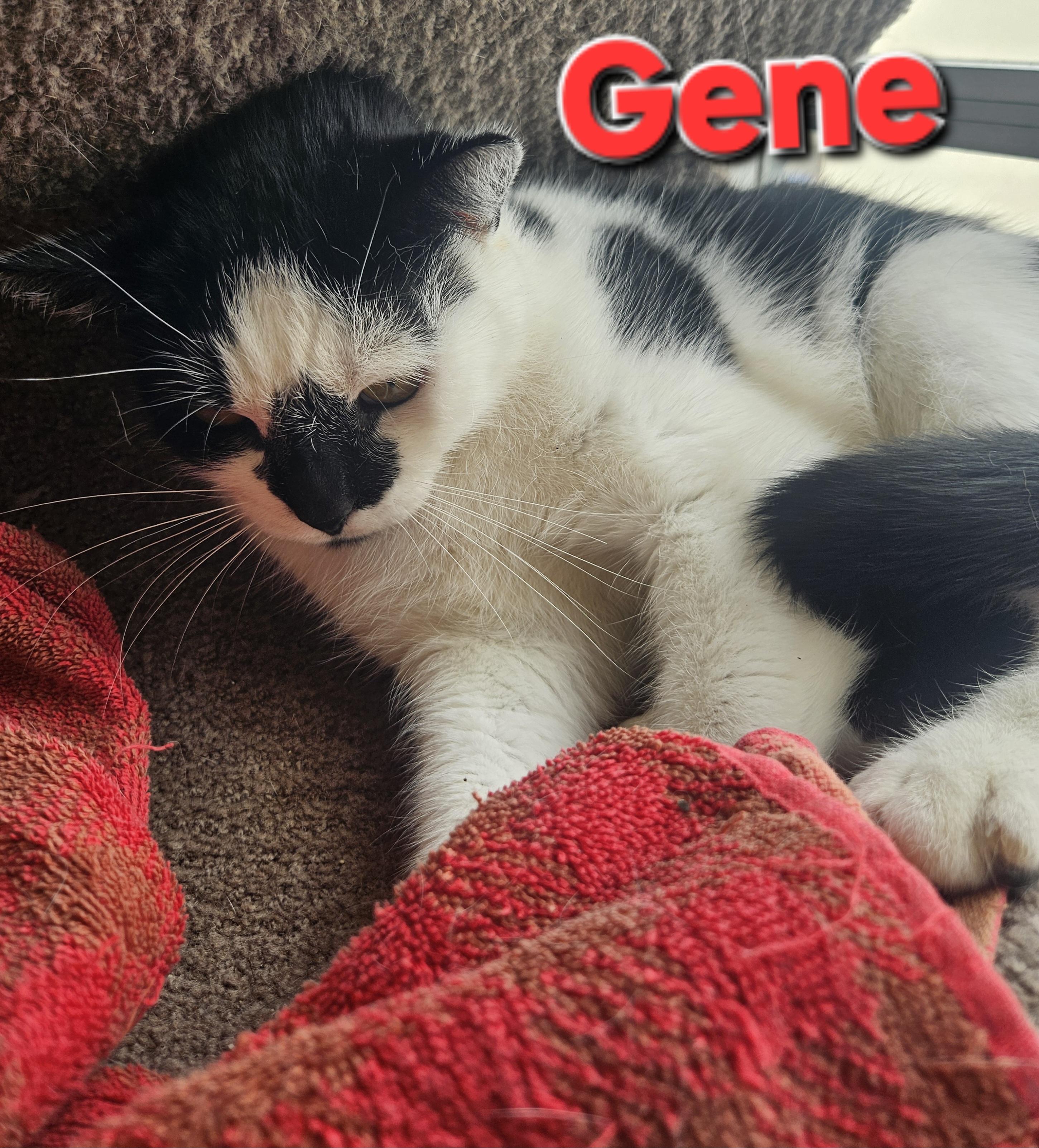 Gene Simmons, a ADOPTABLE Domestic Short Hair in Orange, CA image 2/4
