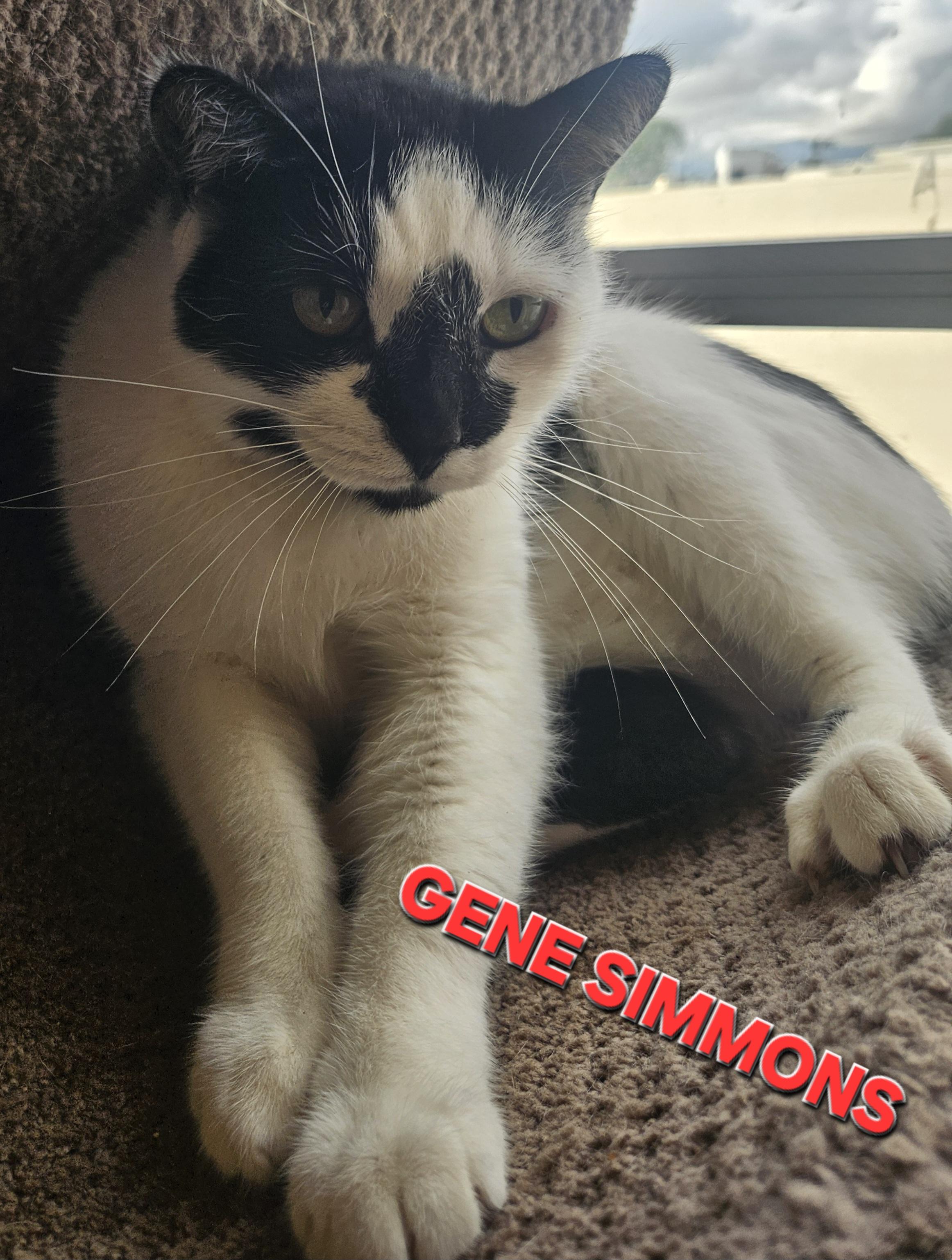 Gene Simmons, a ADOPTABLE Domestic Short Hair in Orange, CA image 3/4