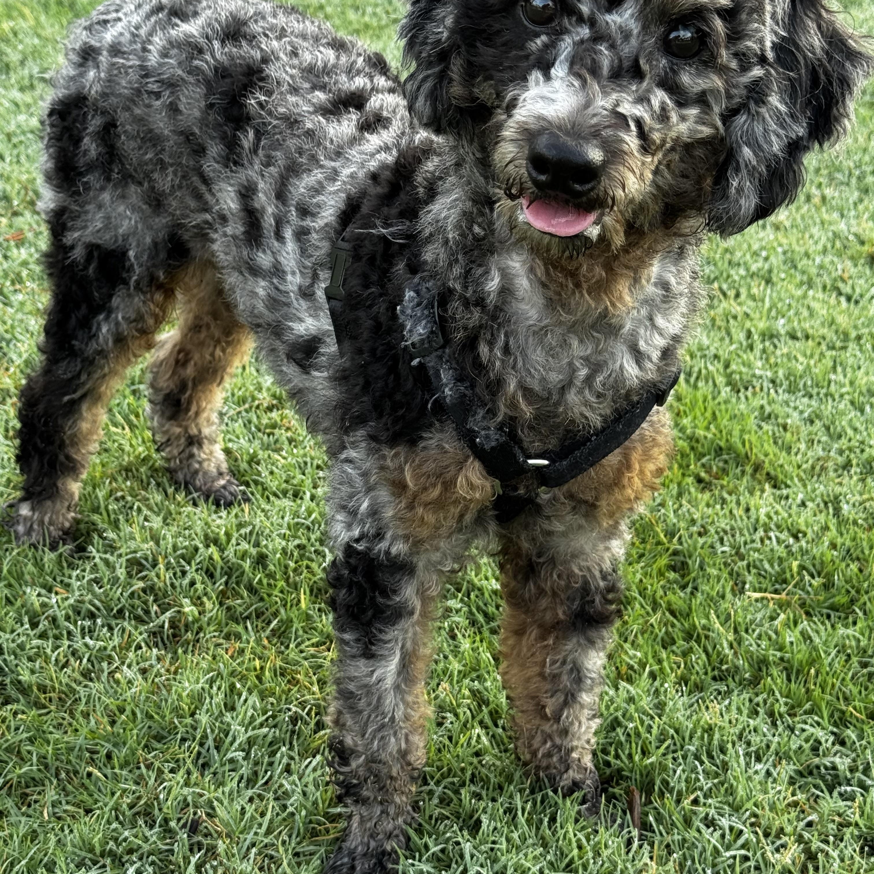 Enlarge I am a good Boy, an adopted Poodle in Fort Myers Beach, FL image 2/2