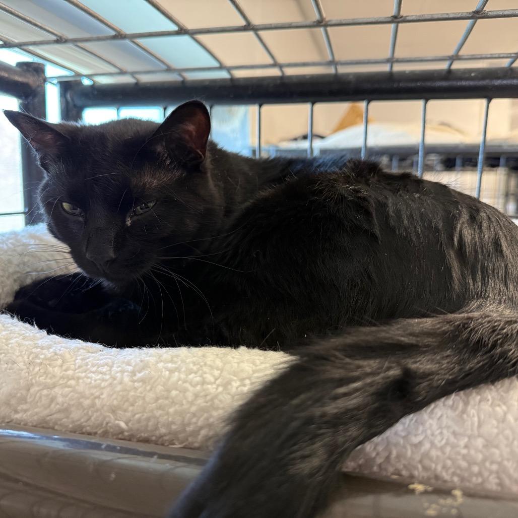 Enlarge Spooky, a Adoptable Domestic Short Hair in Carroll, IA image 1/5