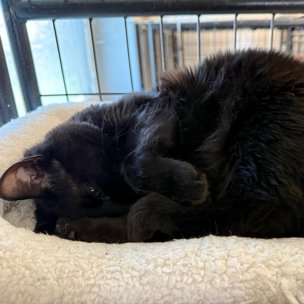Enlarge Spooky, a Adoptable Domestic Short Hair in Carroll, IA image 2/5