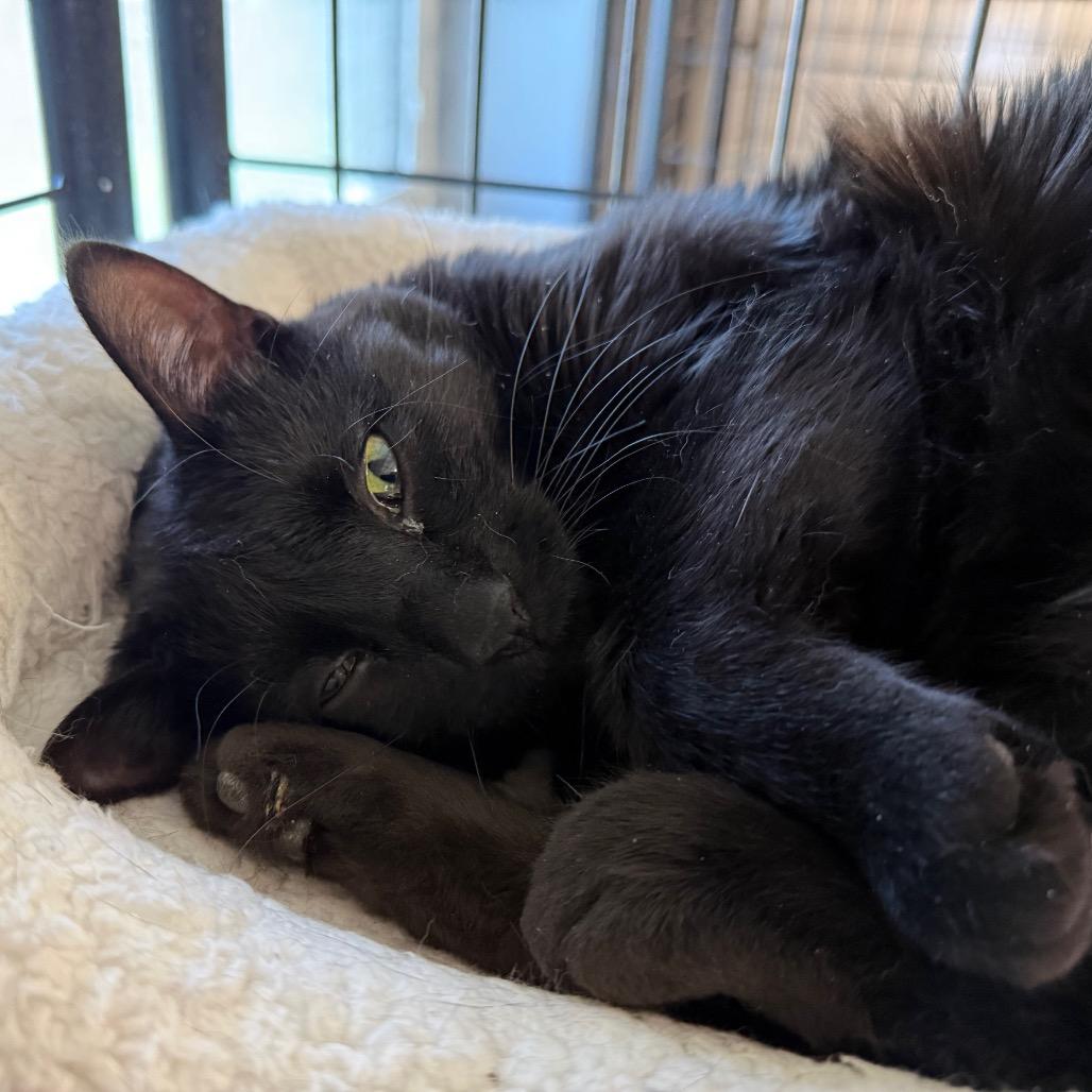 Enlarge Spooky, a Adoptable Domestic Short Hair in Carroll, IA image 3/5