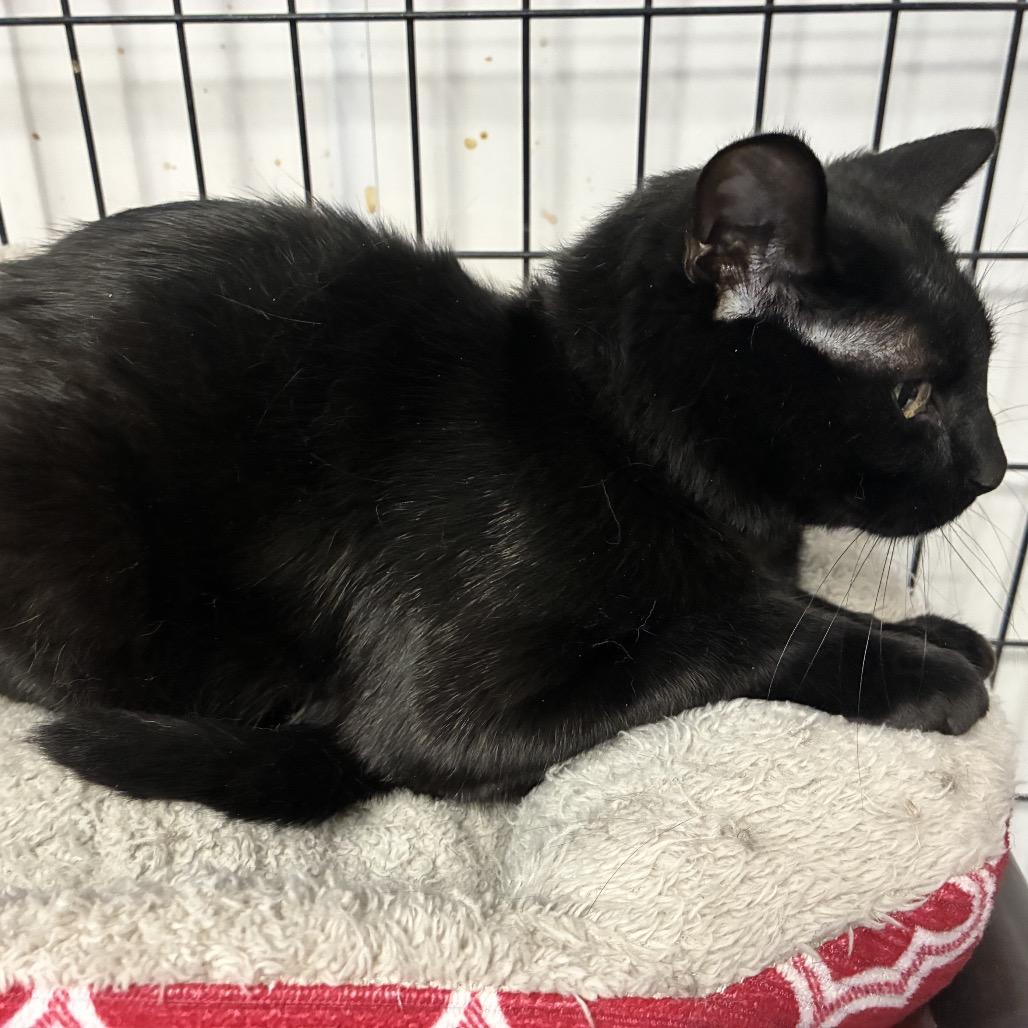 Spooky, a Adoptable Domestic Short Hair in Carroll, IA image 1/2