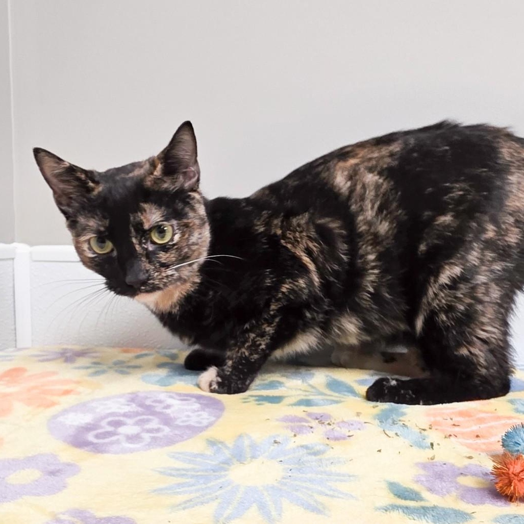 Enlarge Charity, an adopted mixed breed in Shepherdsville, KY image 3/6