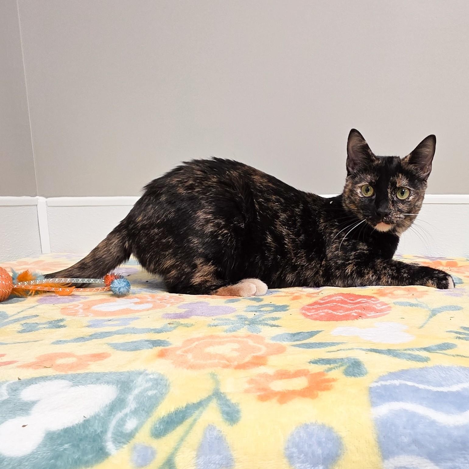 Enlarge Charity, an adopted mixed breed in Shepherdsville, KY image 1/6