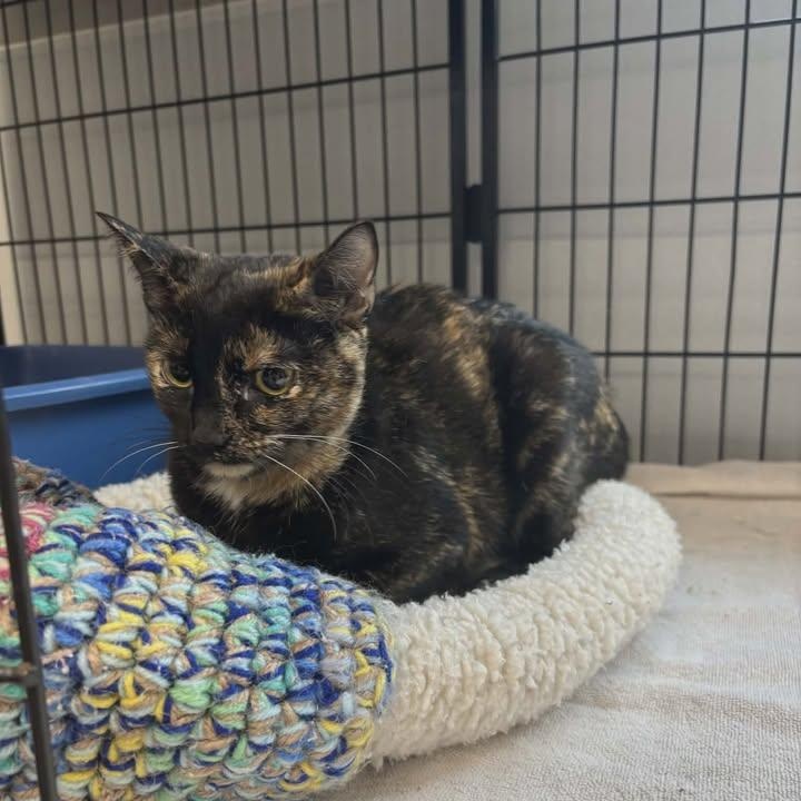 Enlarge Charity, an adopted mixed breed in Shepherdsville, KY image 5/6