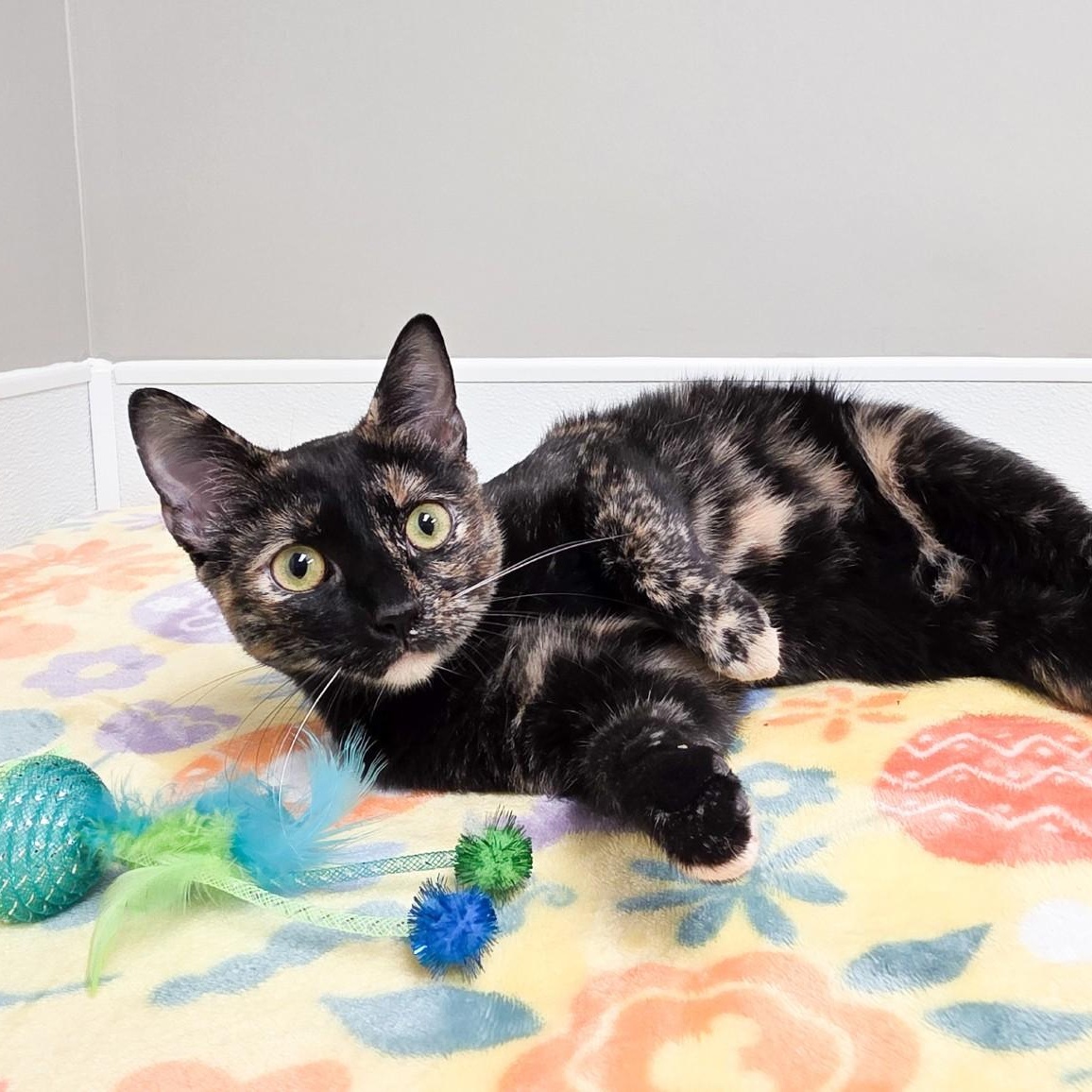 Enlarge Charity, an adopted mixed breed in Shepherdsville, KY image 2/6