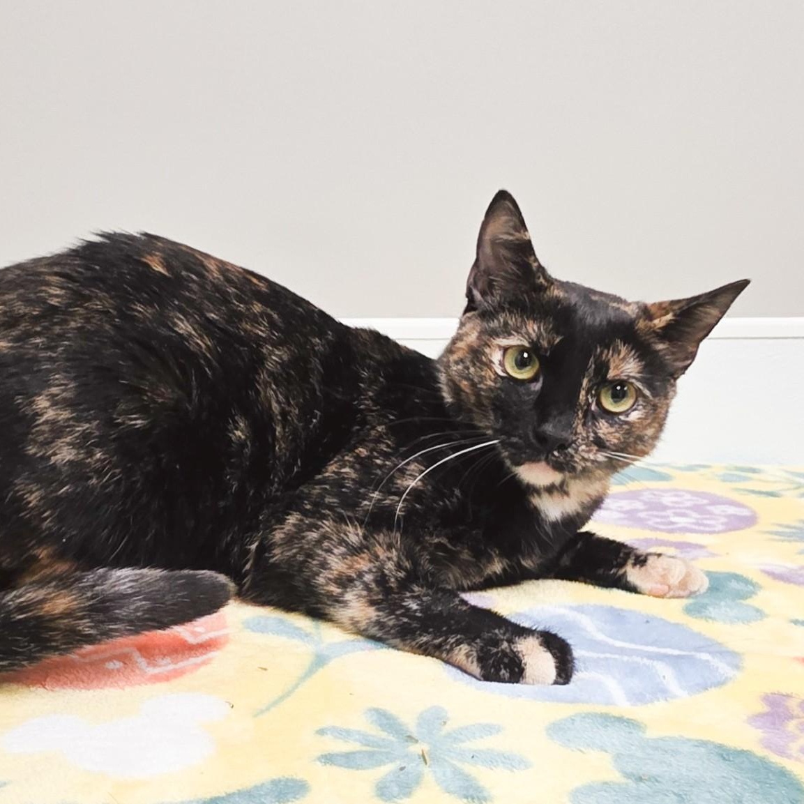 Enlarge Charity, an adopted mixed breed in Shepherdsville, KY image 4/6