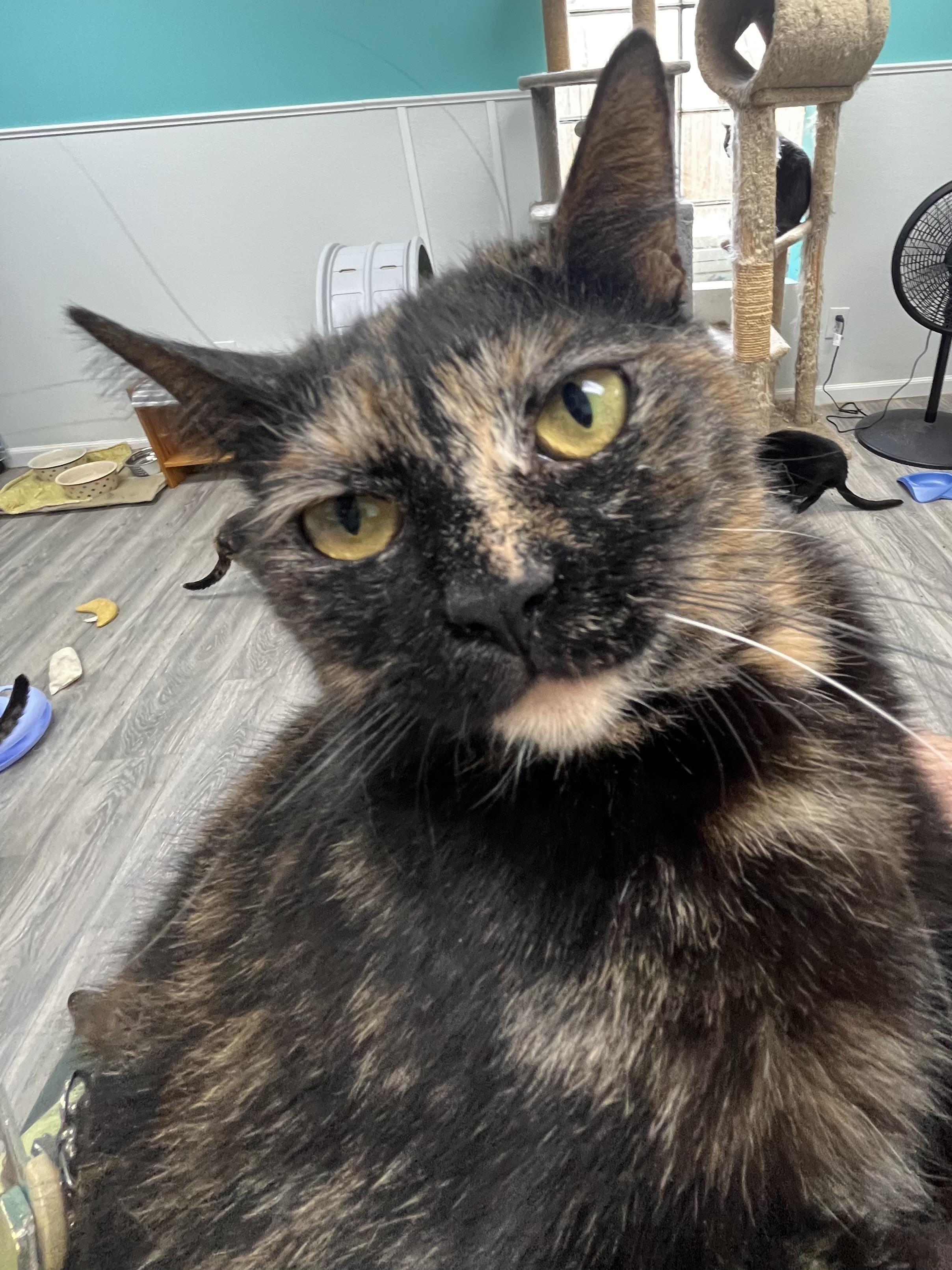 Enlarge Spice, a ADOPTABLE Domestic Short Hair in Maryville, TN image 4/4