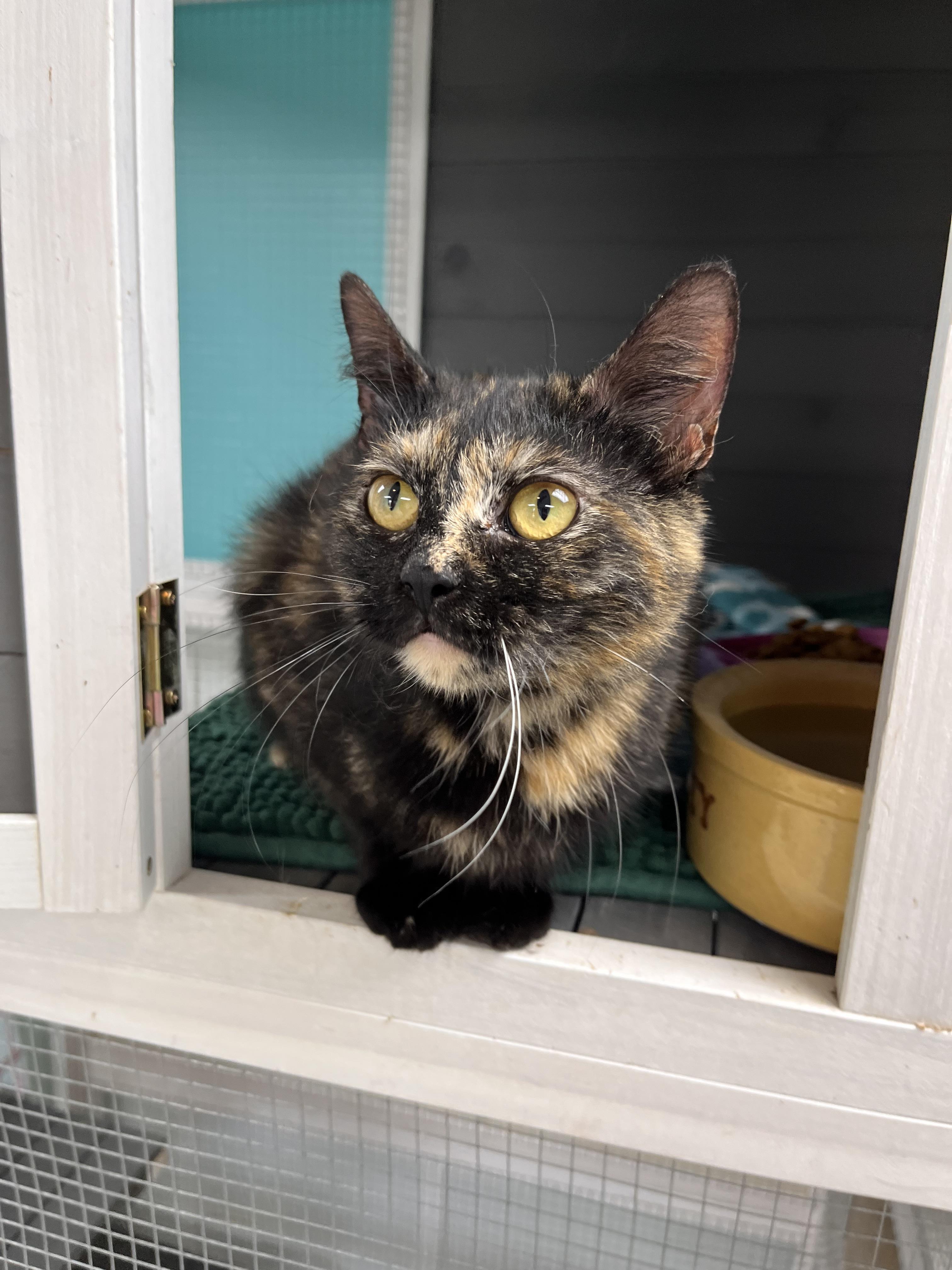 Enlarge Spice, a ADOPTABLE Domestic Short Hair in Maryville, TN image 3/4