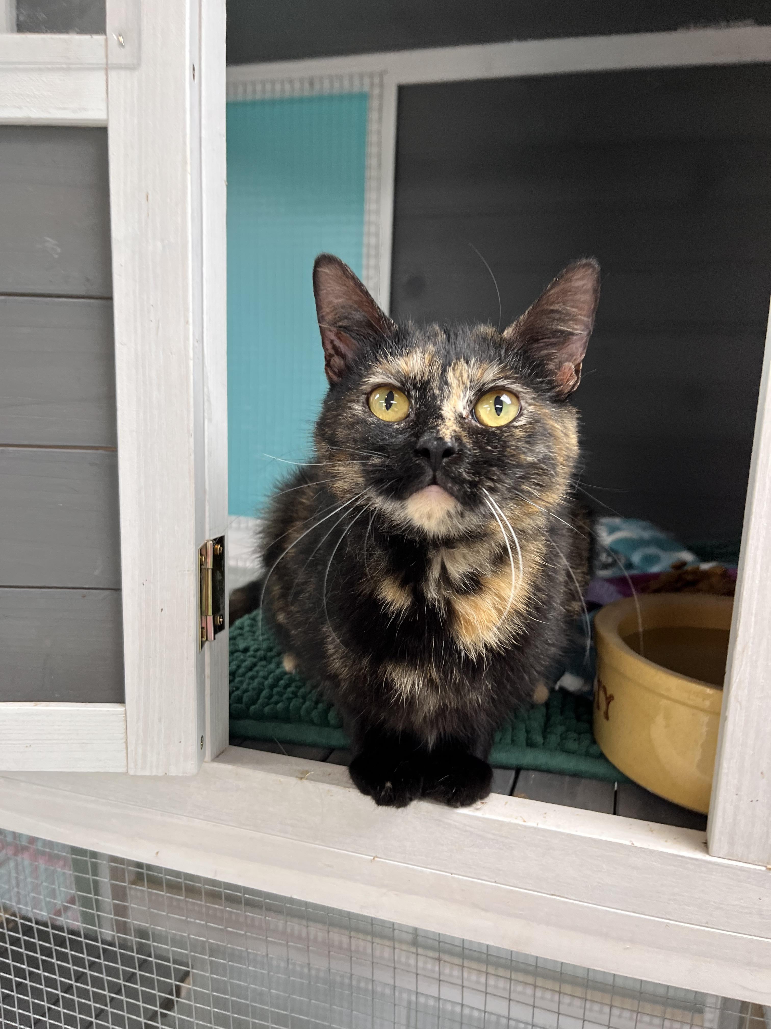 Enlarge Spice, a ADOPTABLE Domestic Short Hair in Maryville, TN image 2/4